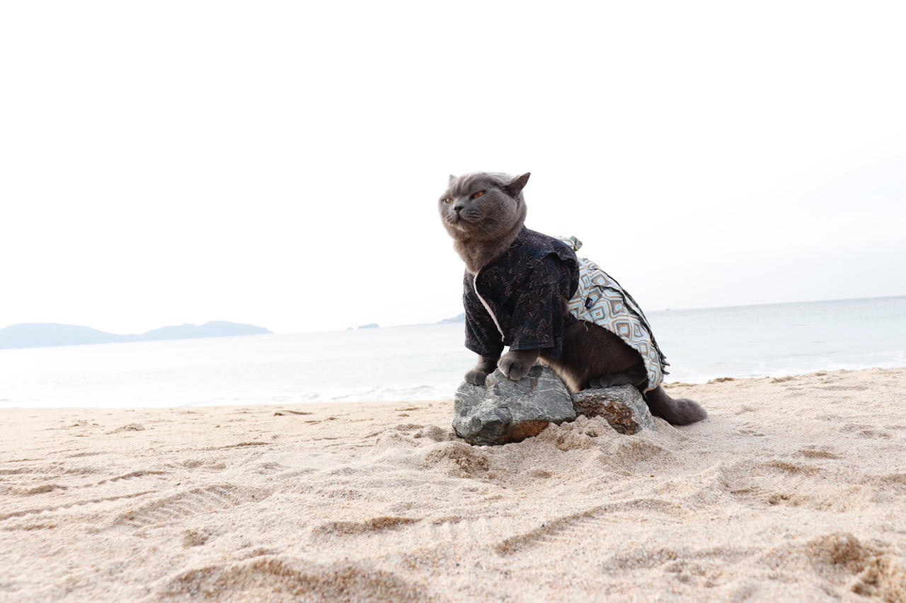 わんにゃんサイトの猫の写真