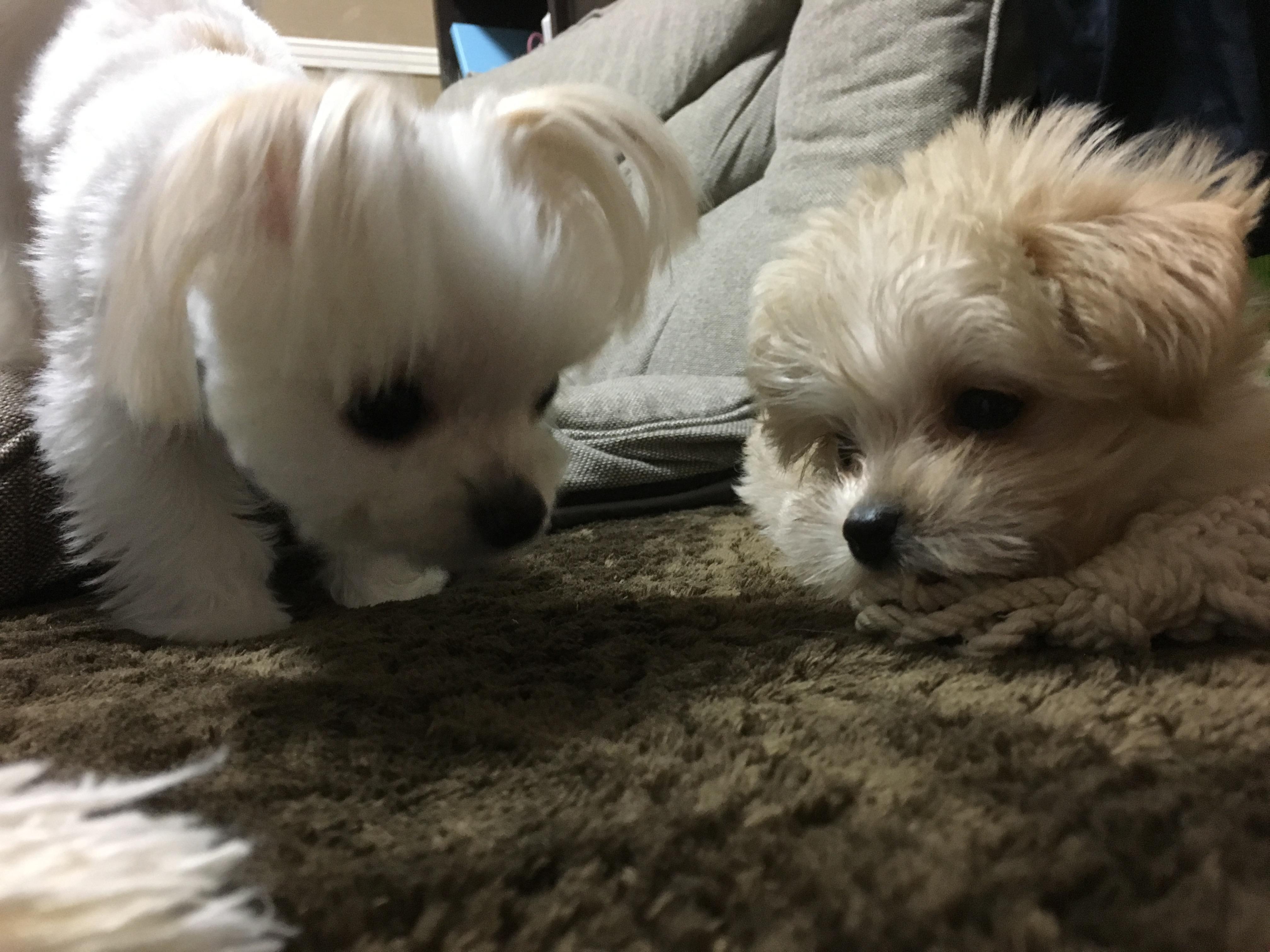 わんにゃんサイトの犬の写真