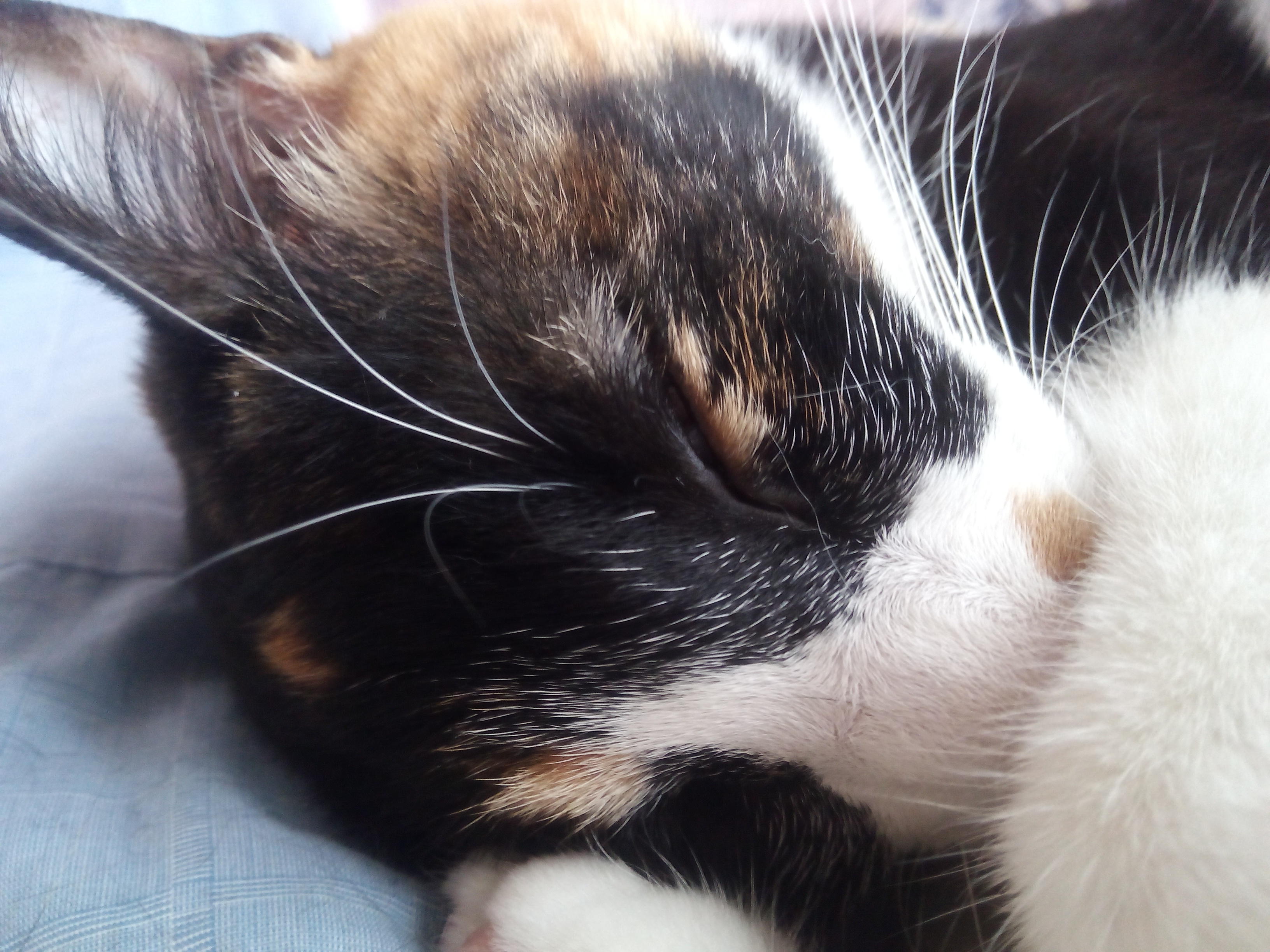 わんにゃんサイトの猫の写真