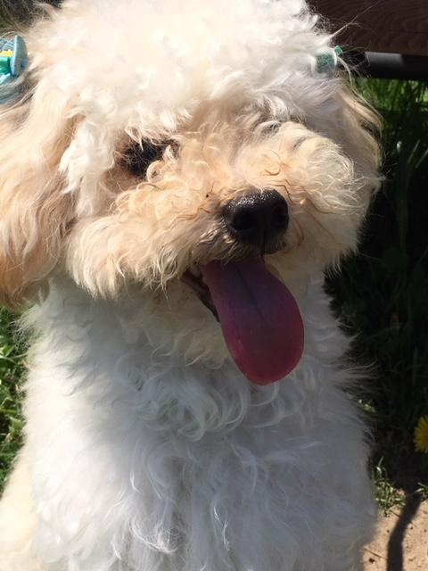 わんにゃんサイトの犬の写真