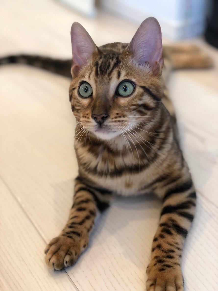 わんにゃんサイトの猫の写真