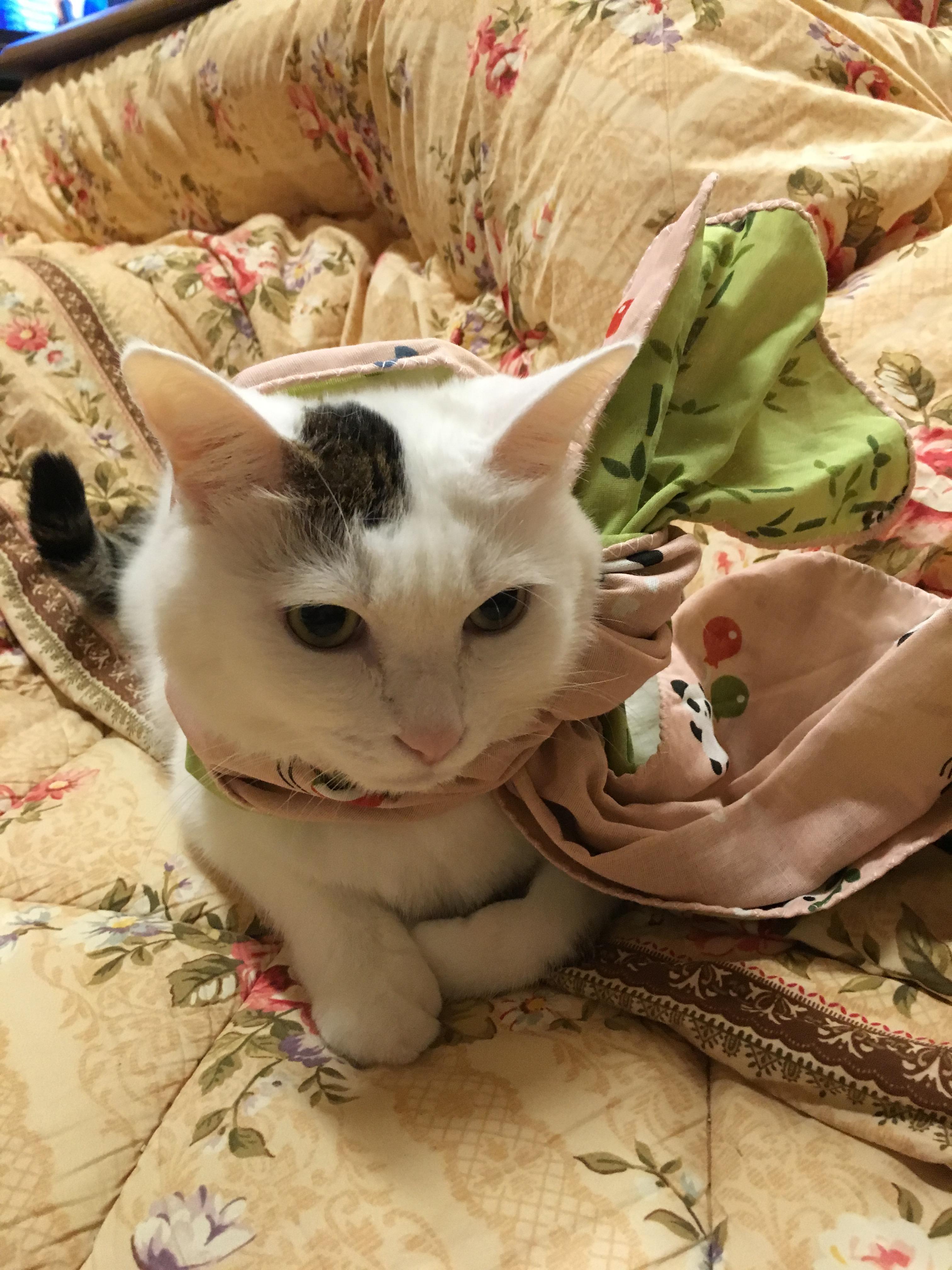 わんにゃんサイトの猫の写真