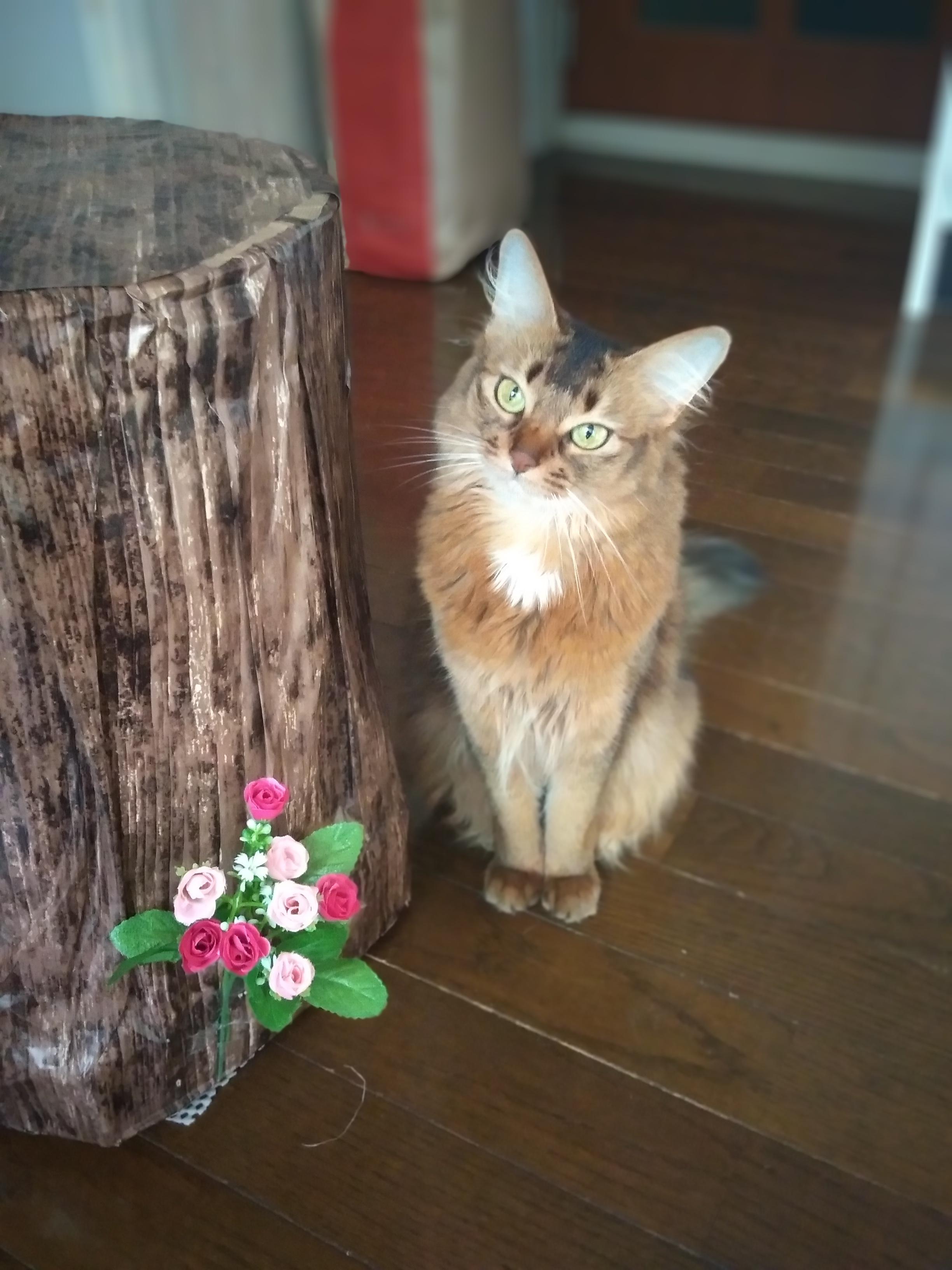 わんにゃんサイトの猫の写真