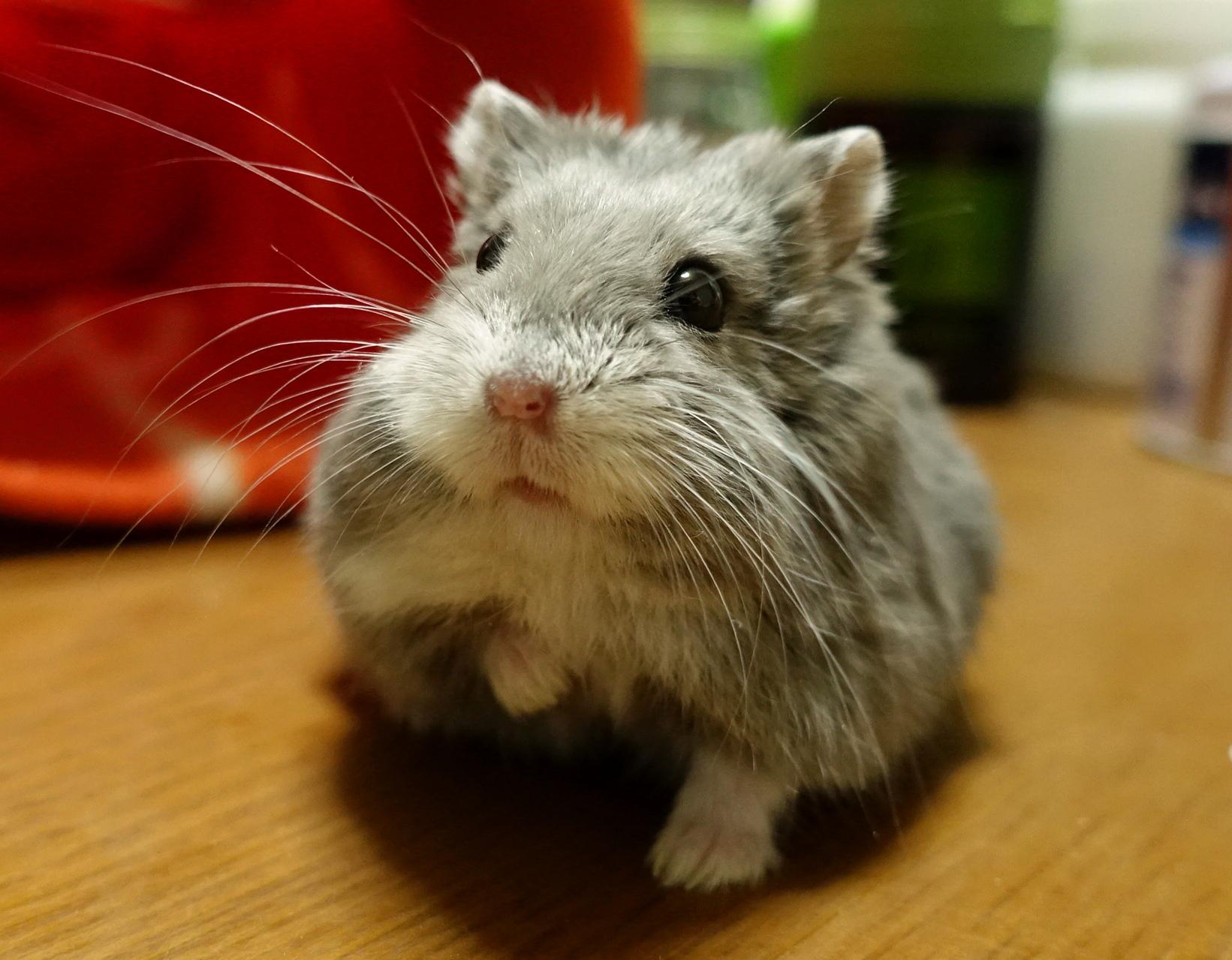 わんにゃんサイトのその他の写真