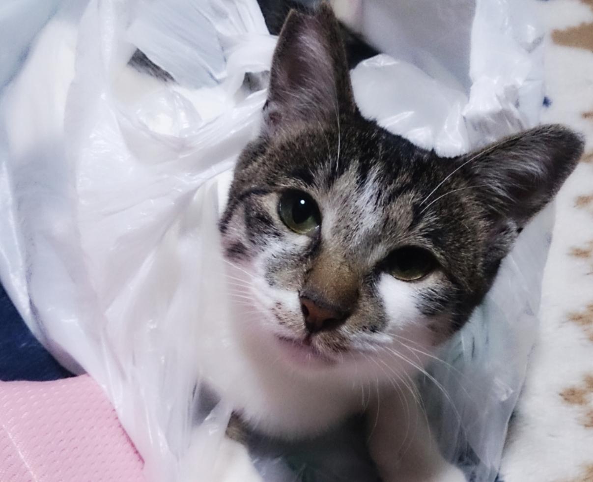 わんにゃんサイトの猫の写真