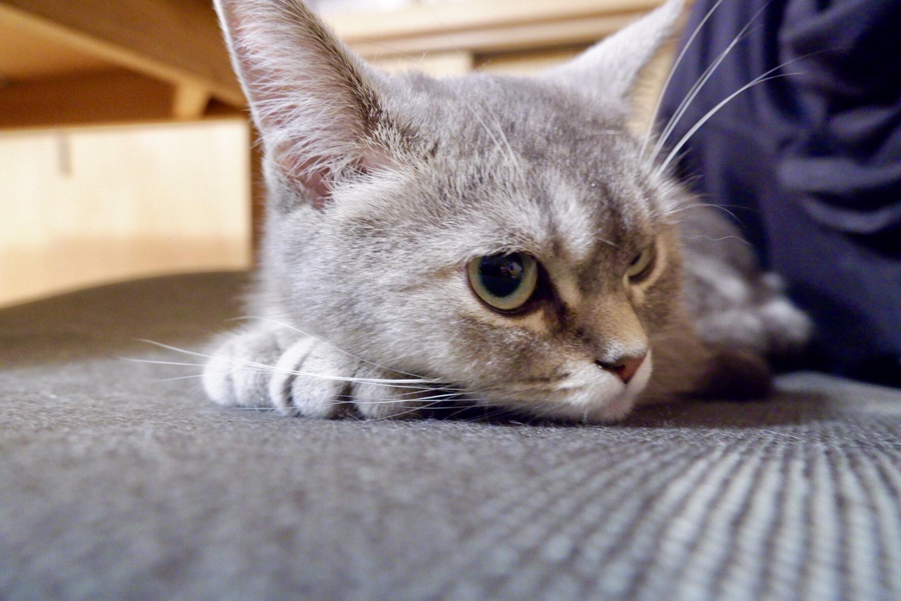 わんにゃんサイトの猫の写真