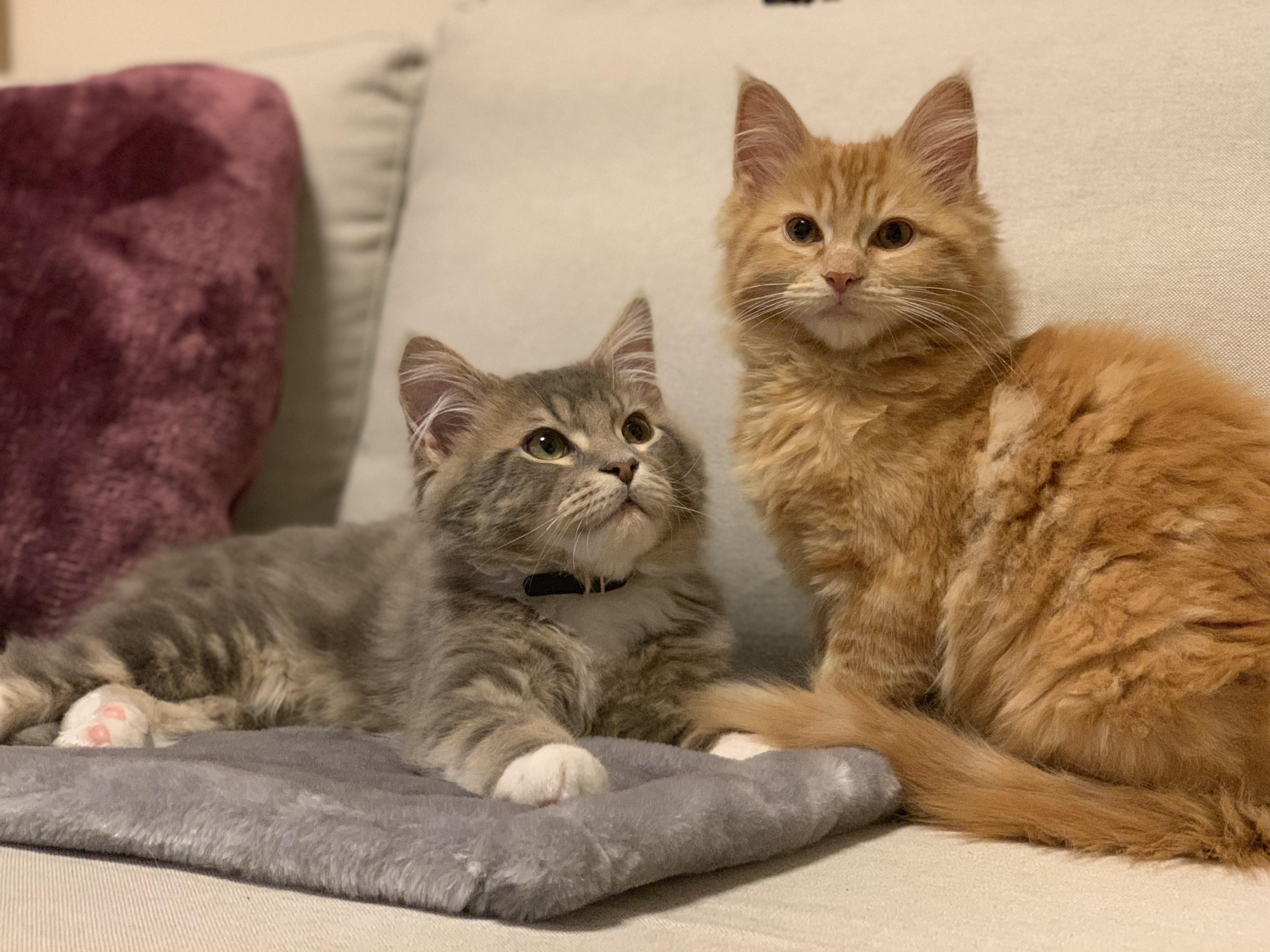 わんにゃんサイトの猫の写真