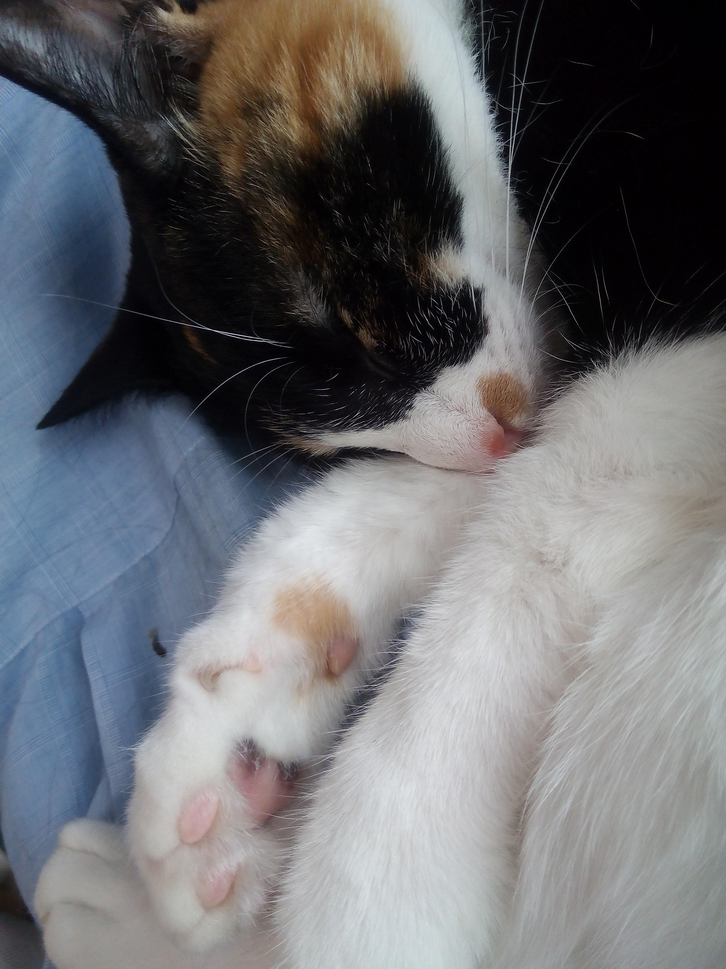 わんにゃんサイトの猫の写真