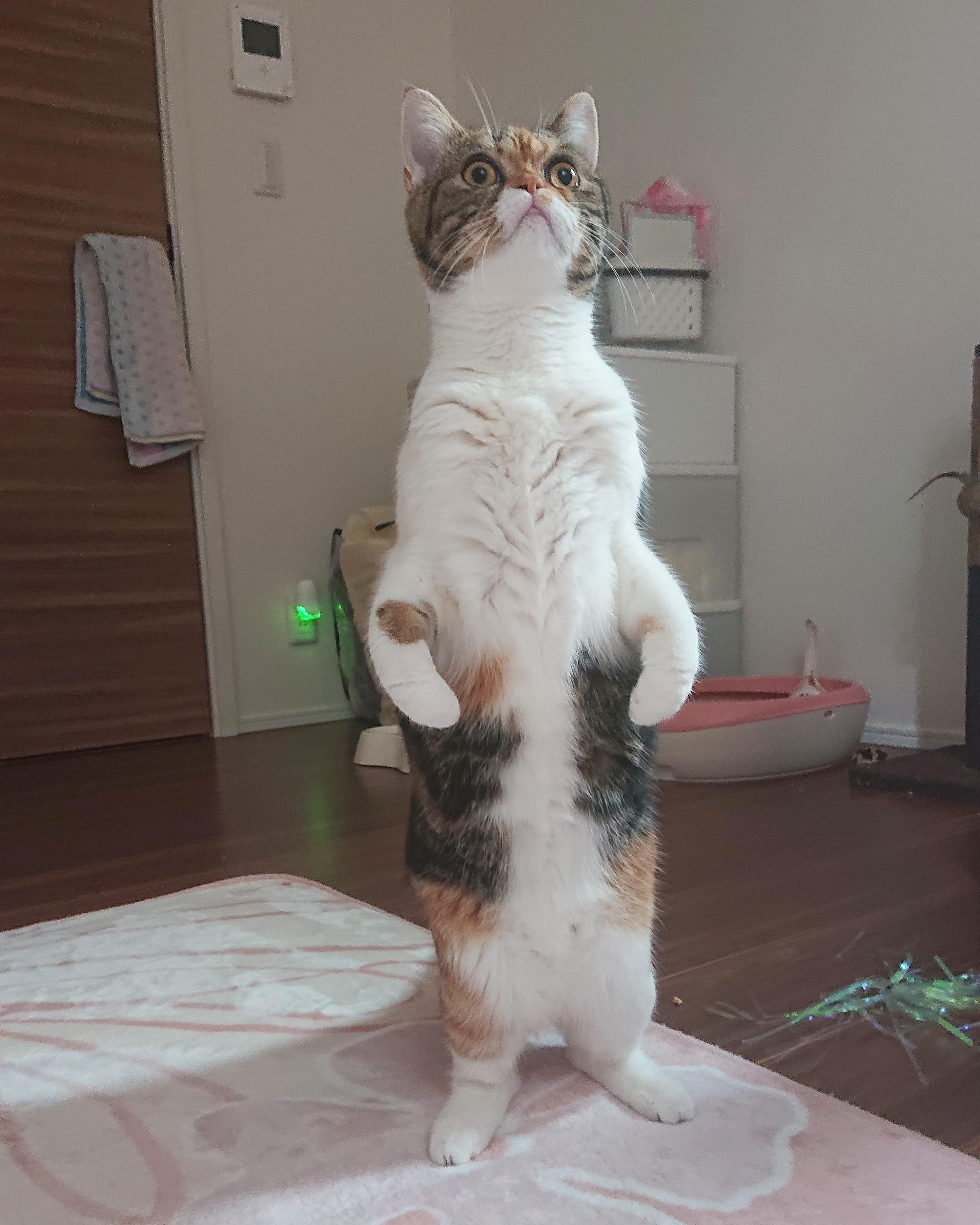 わんにゃんサイトの猫の写真