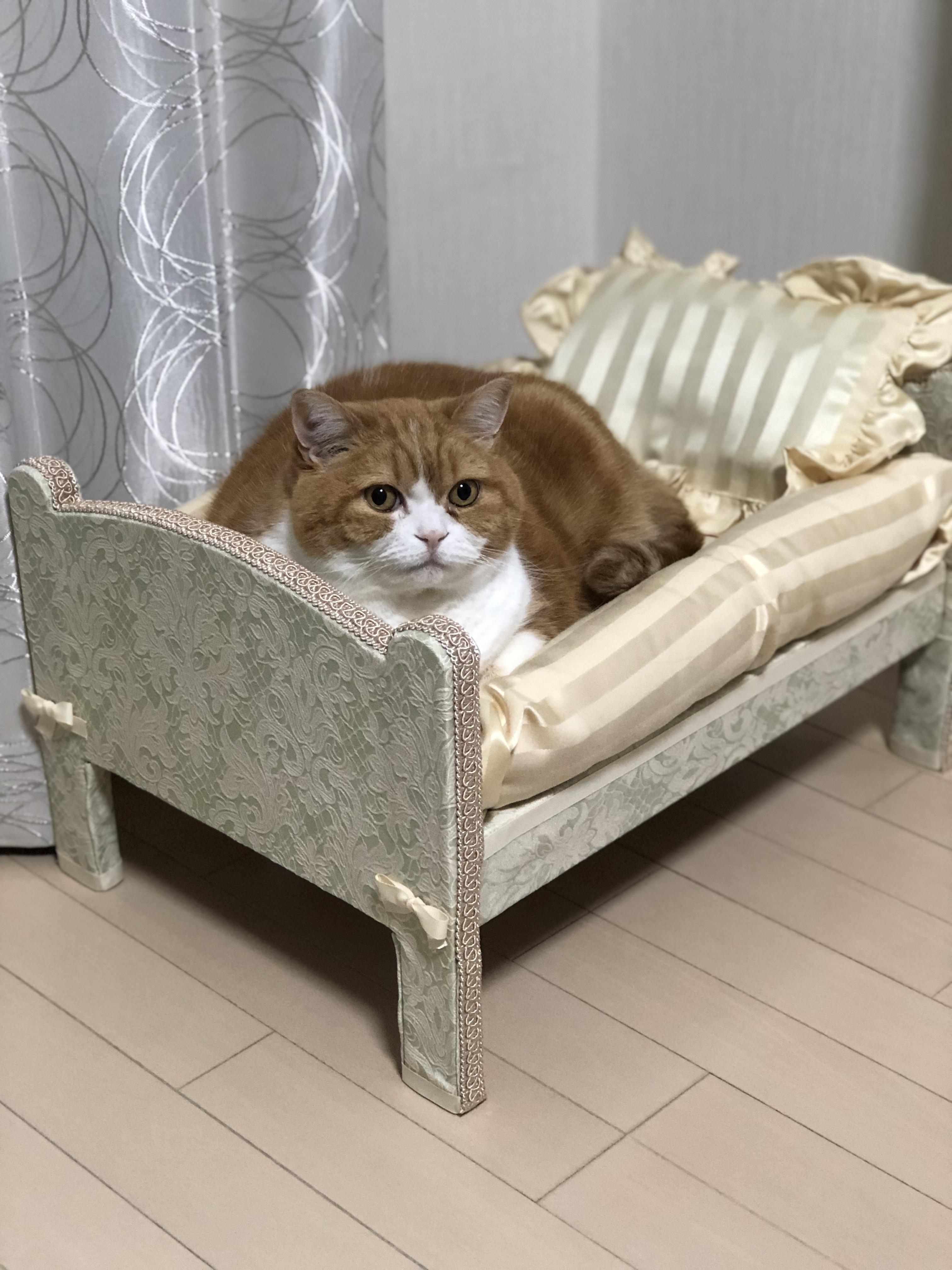 わんにゃんサイトの猫の写真