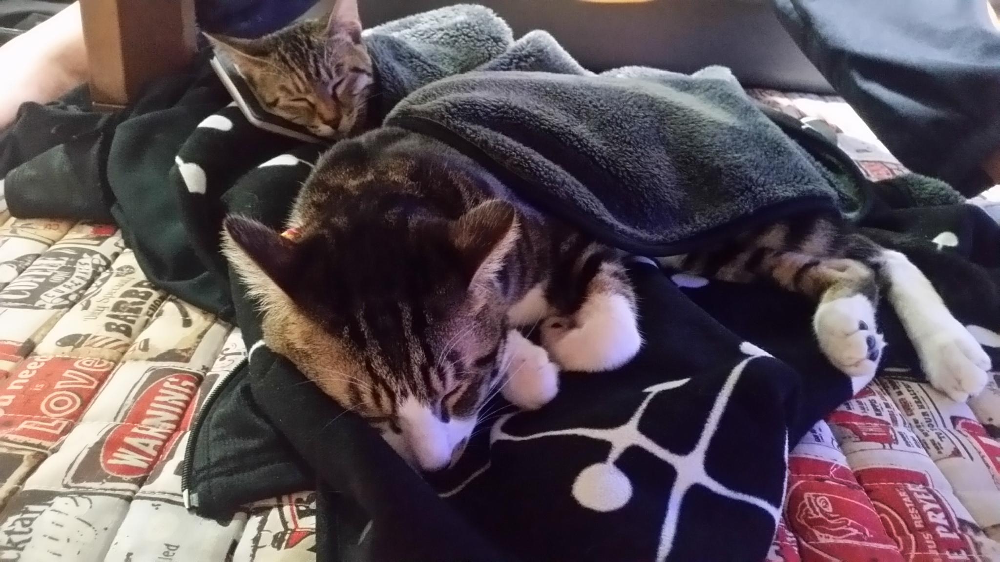 わんにゃんサイトの猫の写真