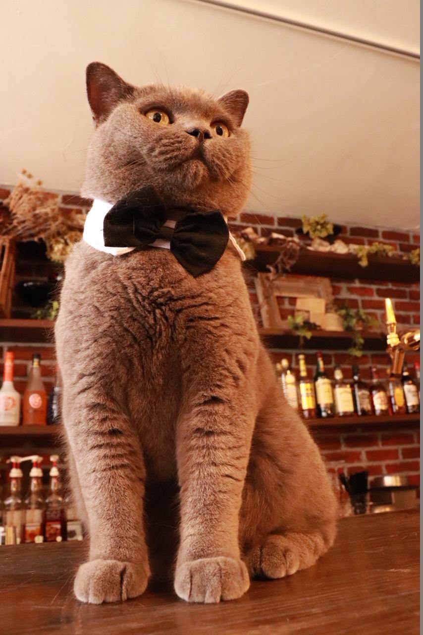 わんにゃんサイトの猫の写真