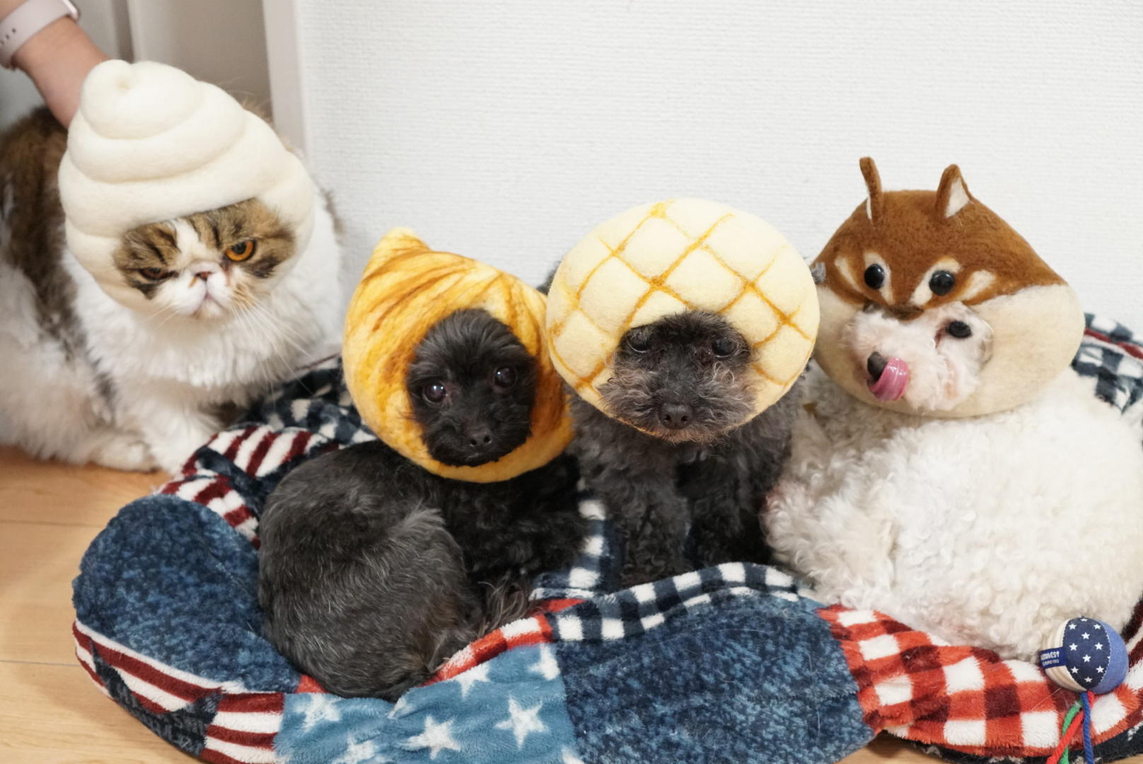 わんにゃんサイトの犬の写真