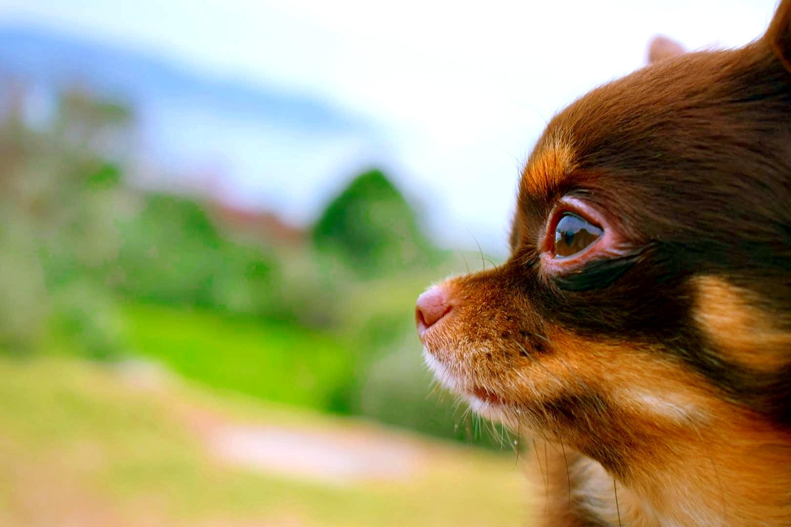 わんにゃんサイトの犬の写真