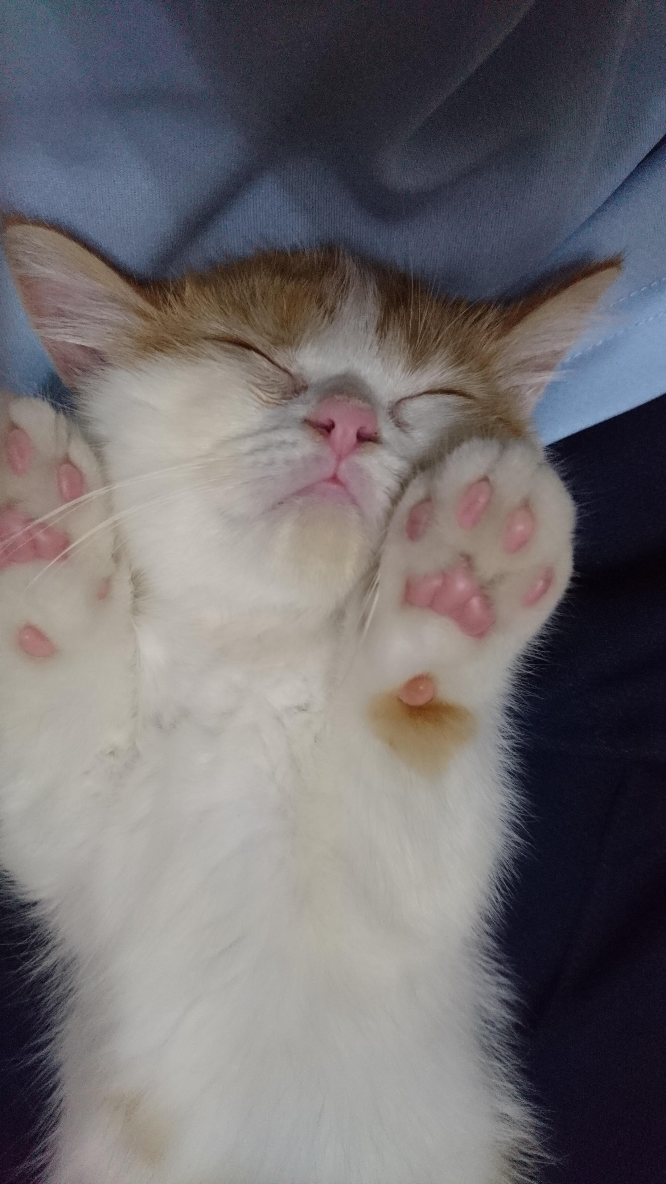 わんにゃんサイトの猫の写真