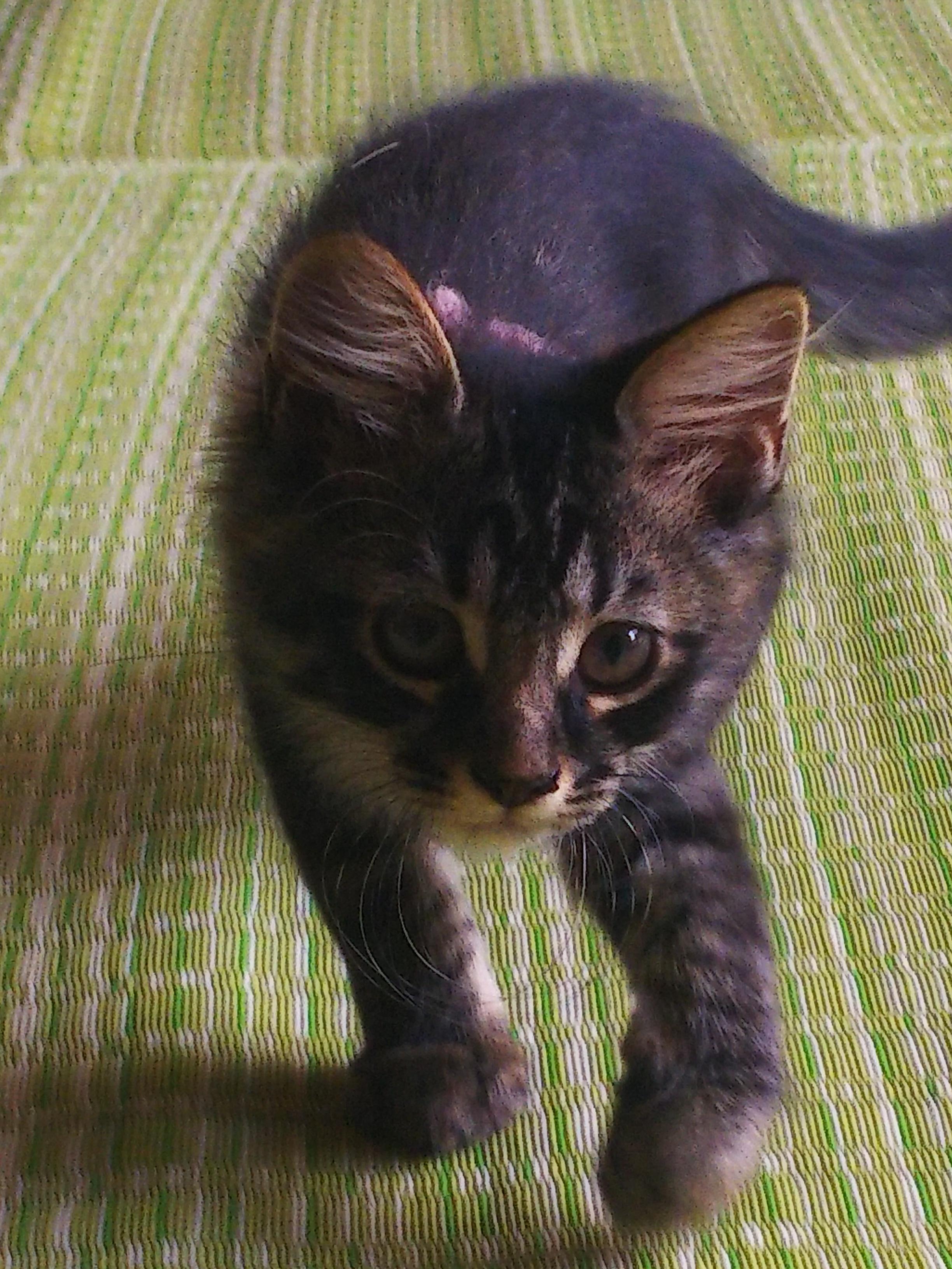 わんにゃんサイトの猫の写真