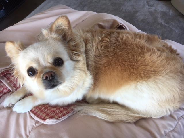 わんにゃんサイトの犬の写真