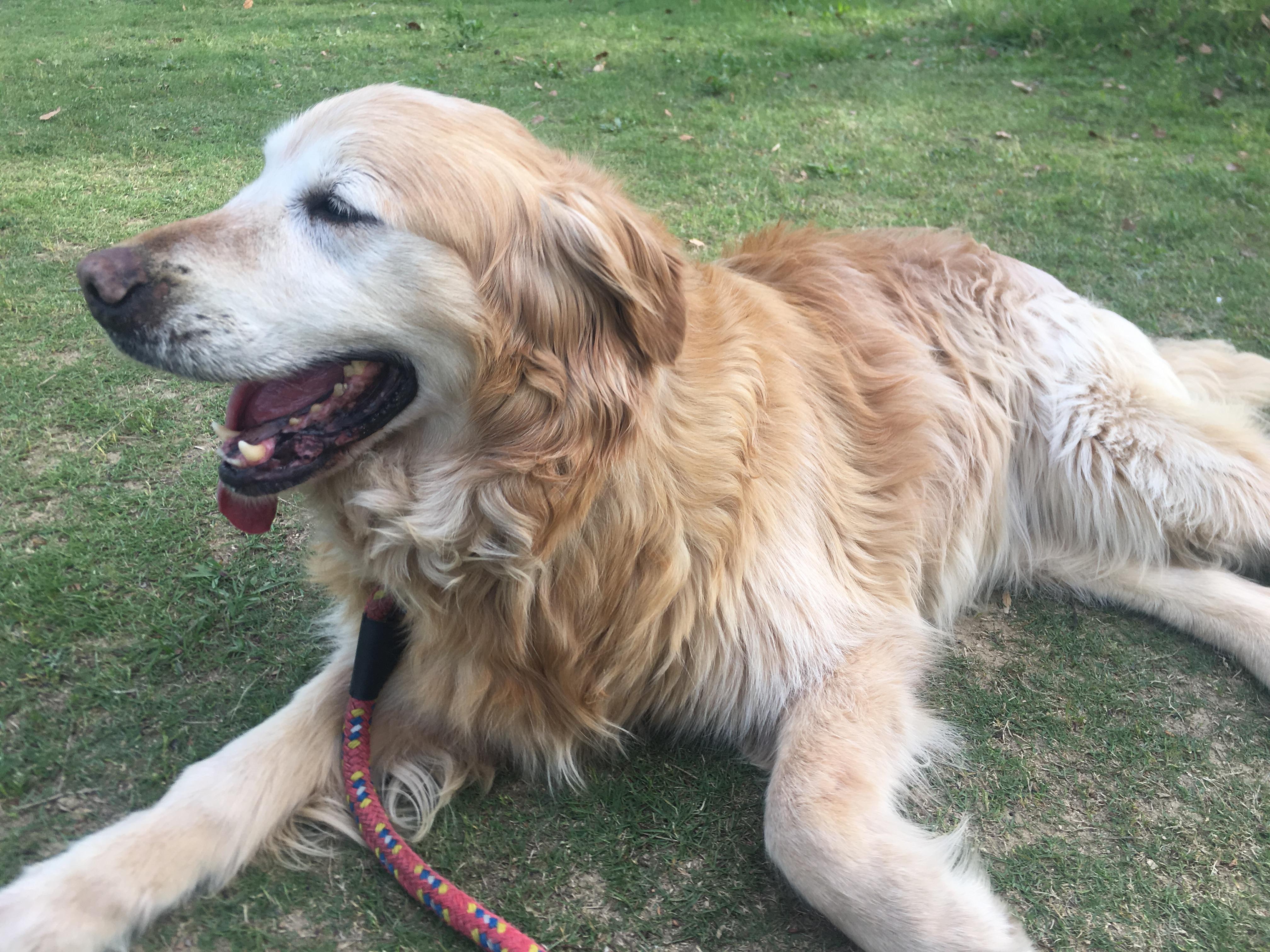 わんにゃんサイトの犬の写真