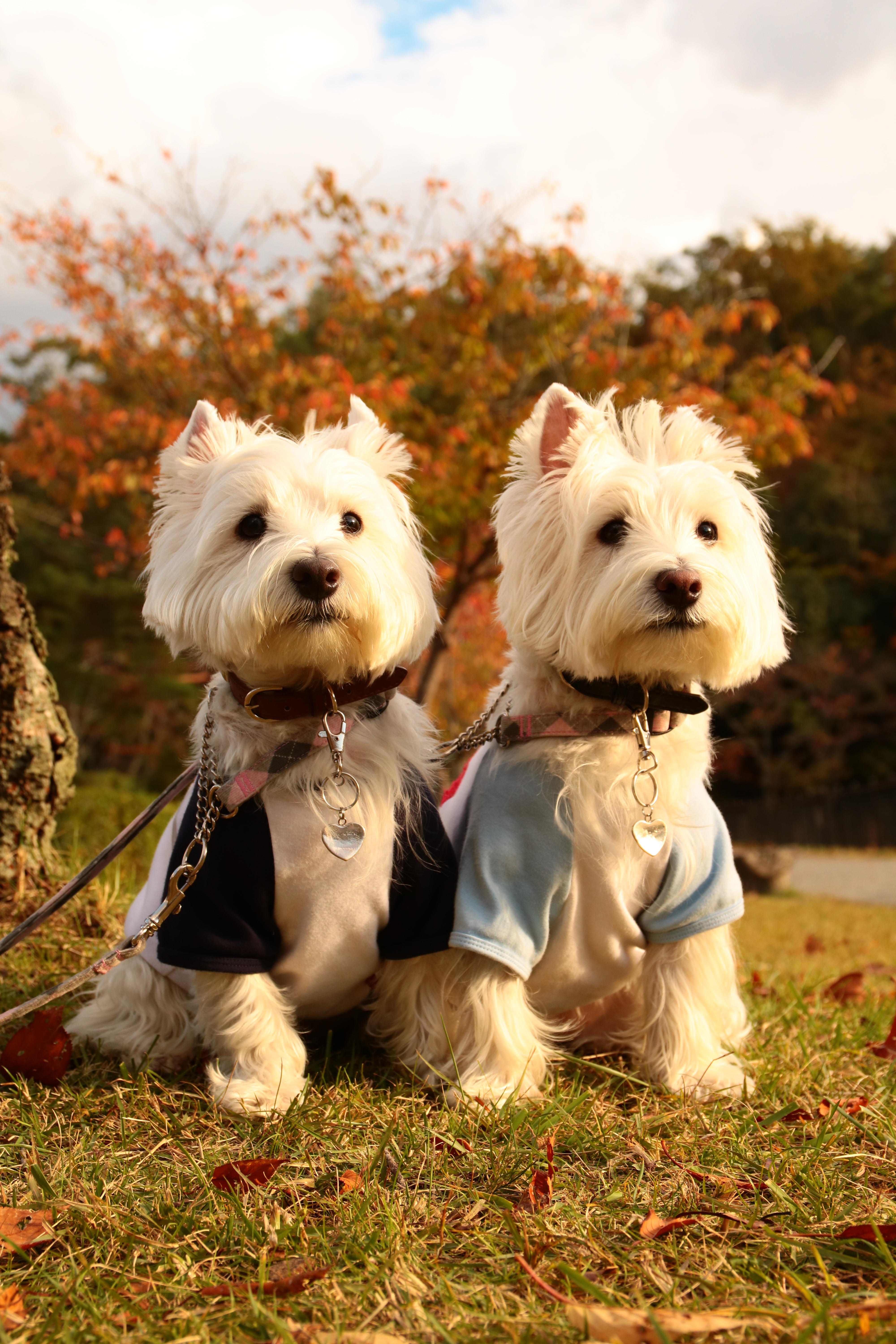 わんにゃんサイトの犬の写真