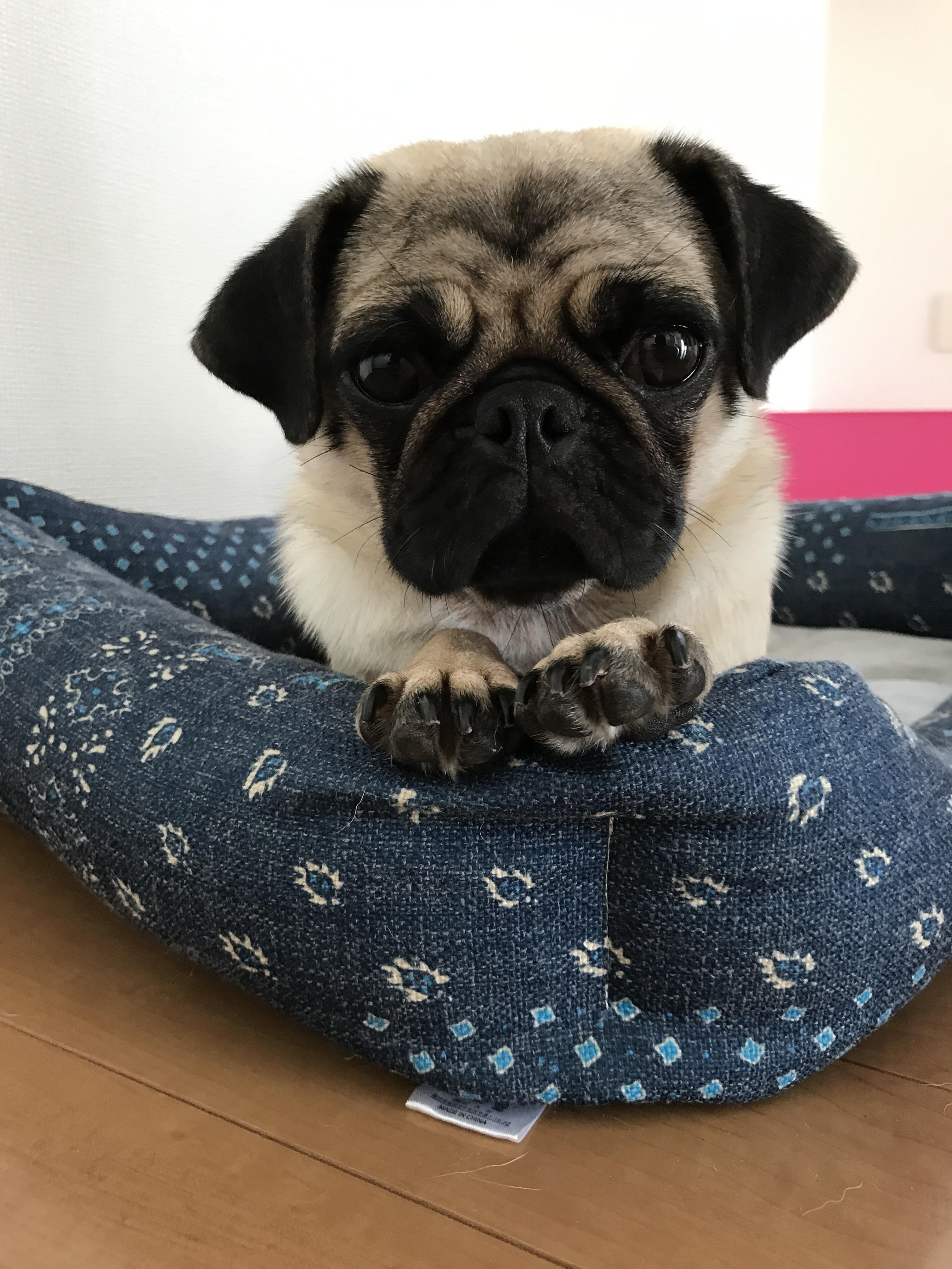 わんにゃんサイトの犬の写真