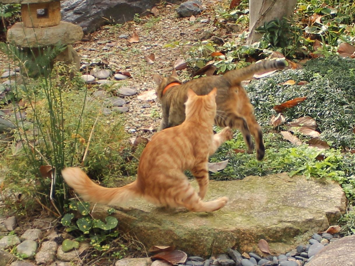 わんにゃんサイトの猫の写真