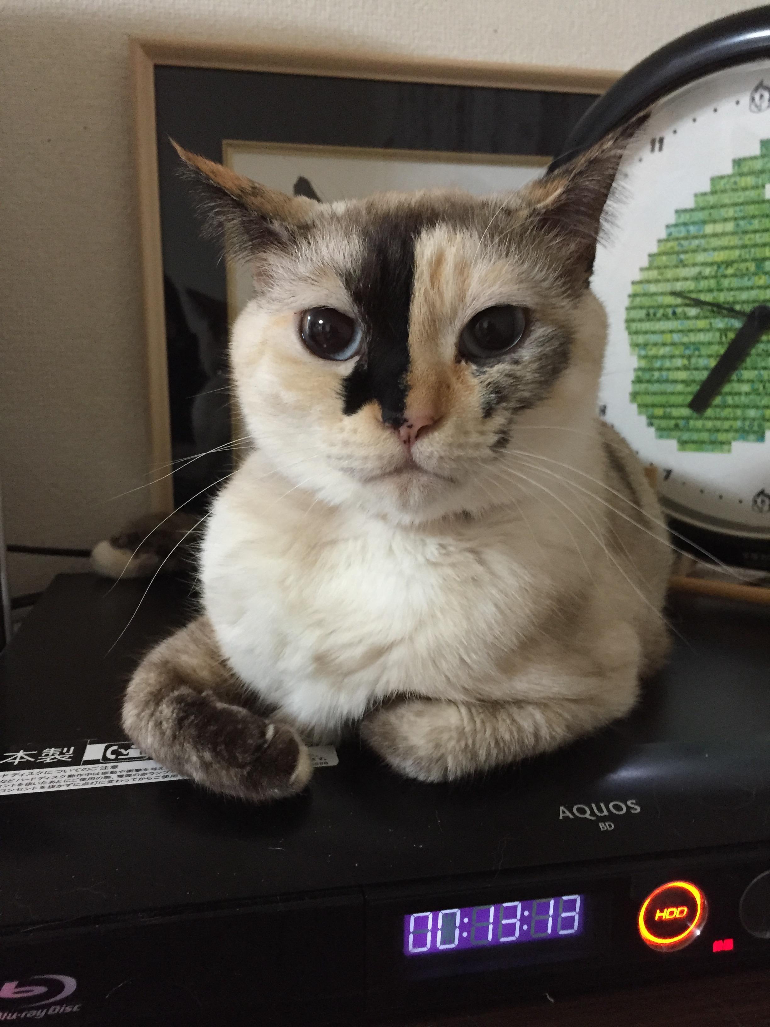 わんにゃんサイトの猫の写真