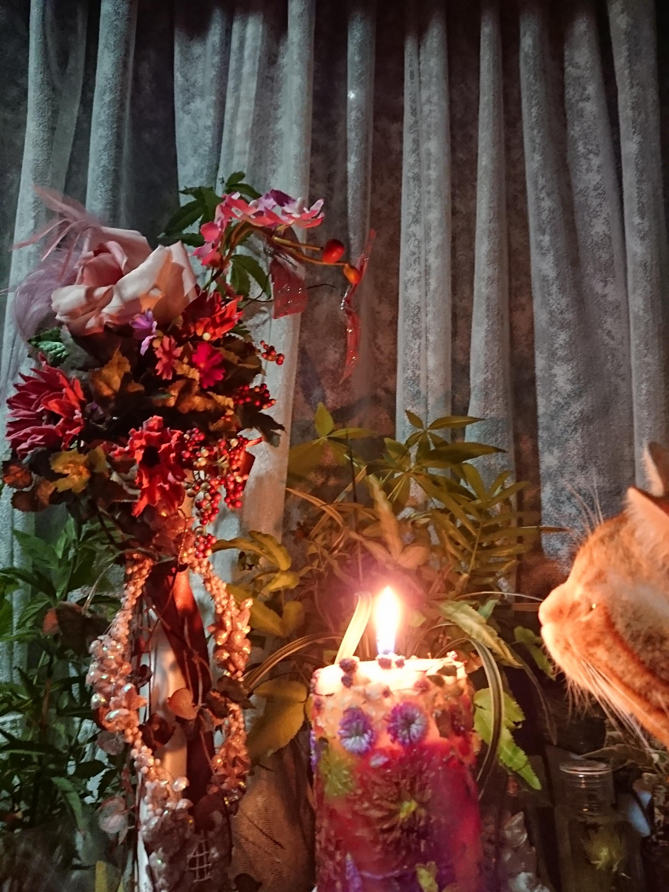 わんにゃんサイトの猫の写真