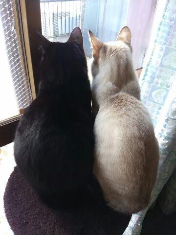 わんにゃんサイトの猫の写真