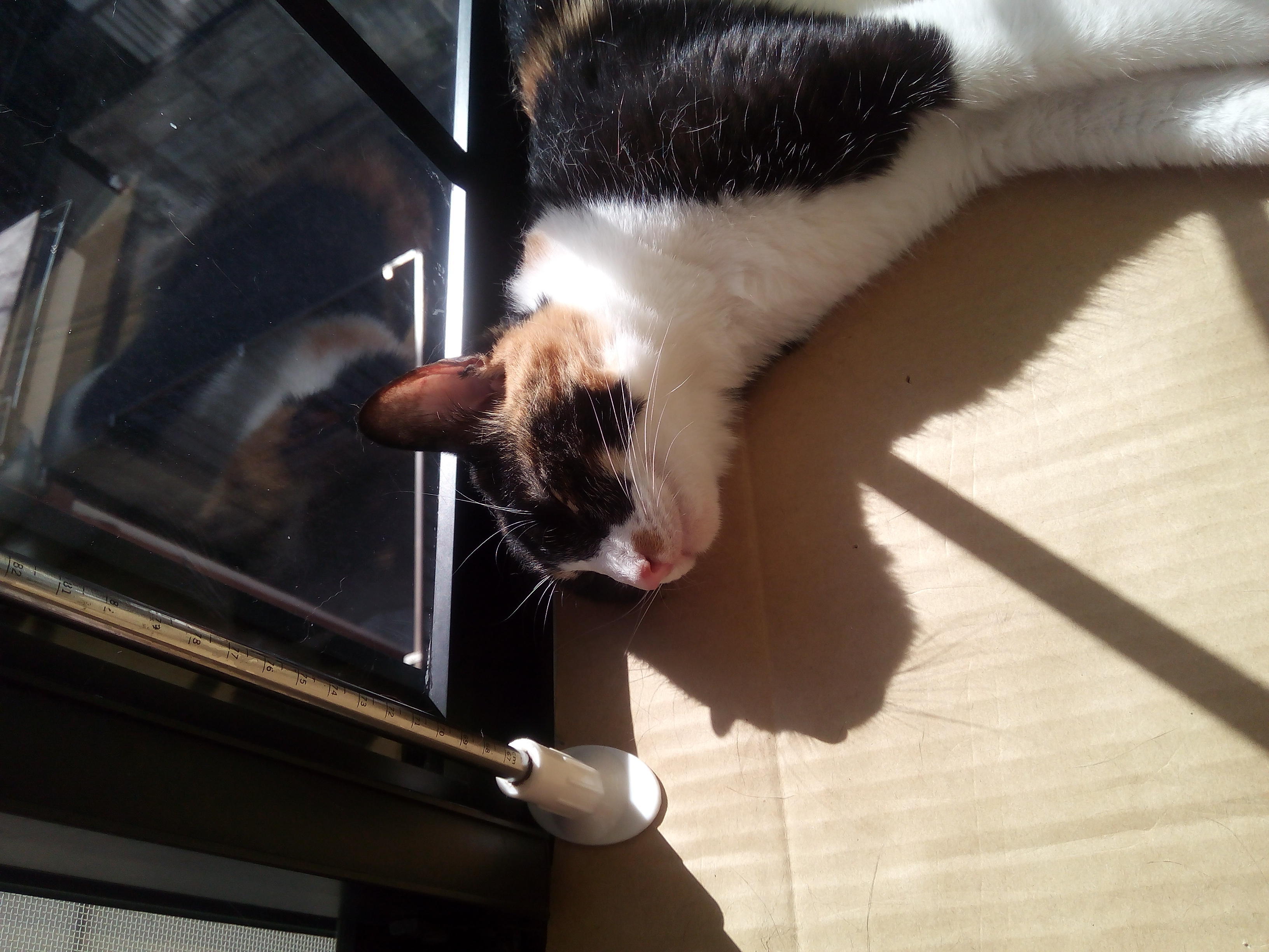 わんにゃんサイトの猫の写真