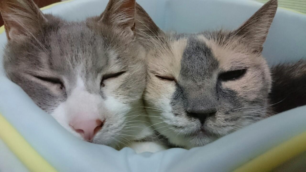 わんにゃんサイトの猫の写真