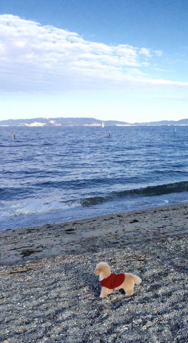 わんにゃんサイトの犬の写真