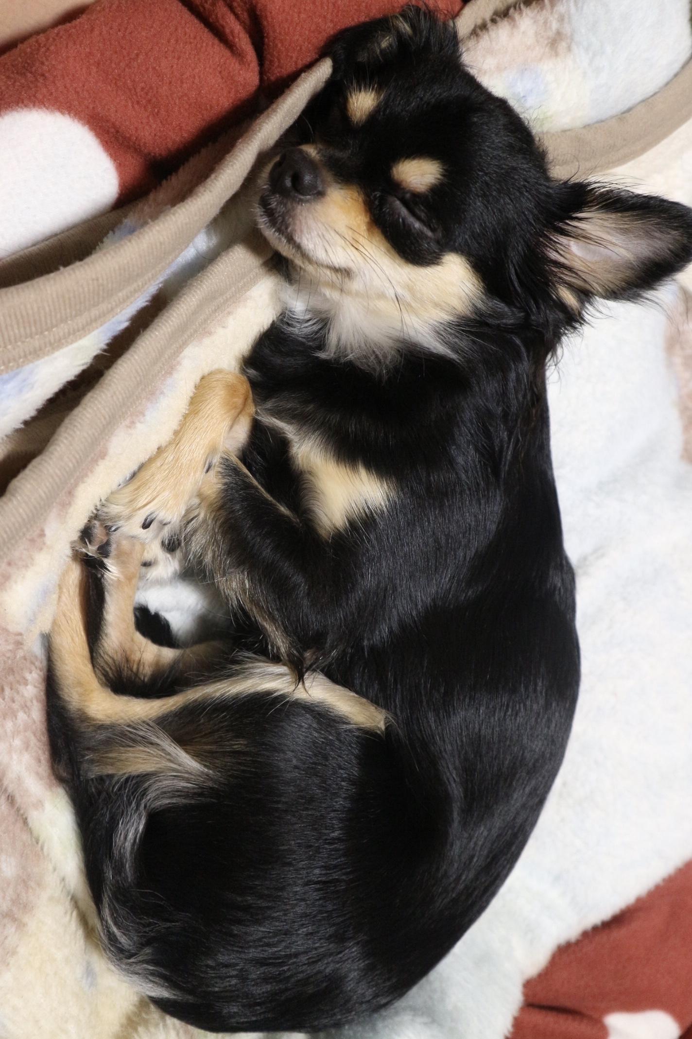 わんにゃんサイトの犬の写真