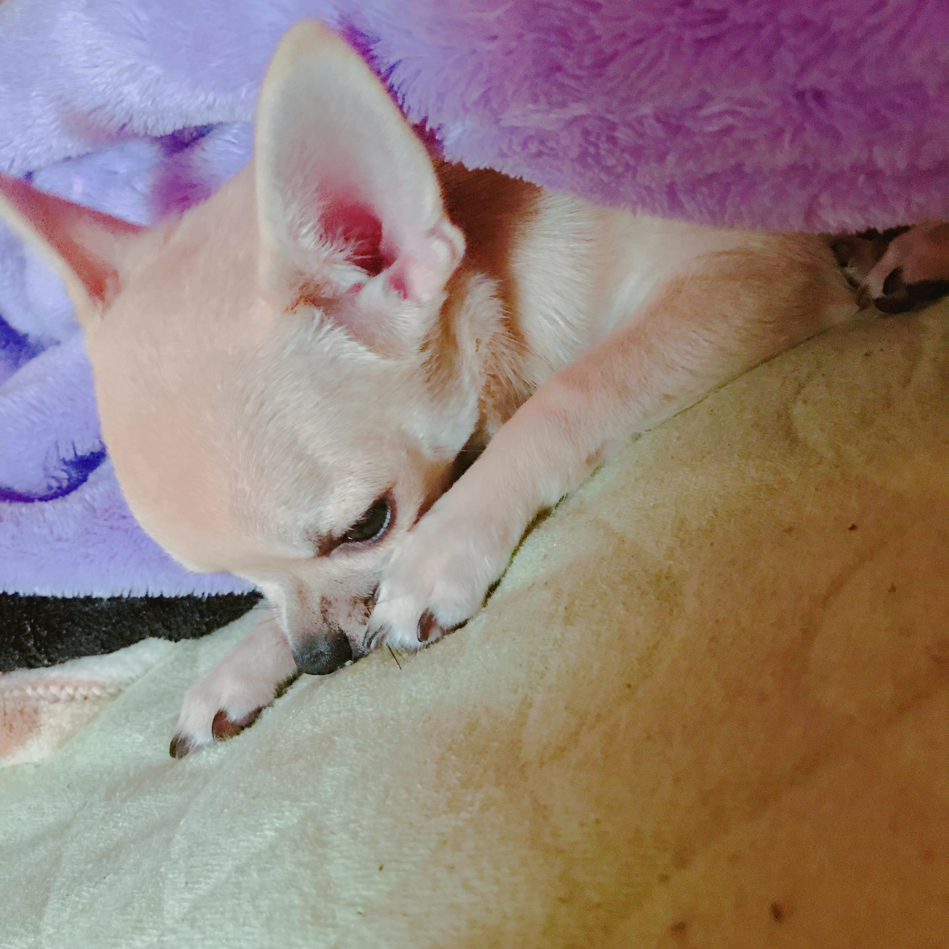 わんにゃんサイトの犬の写真