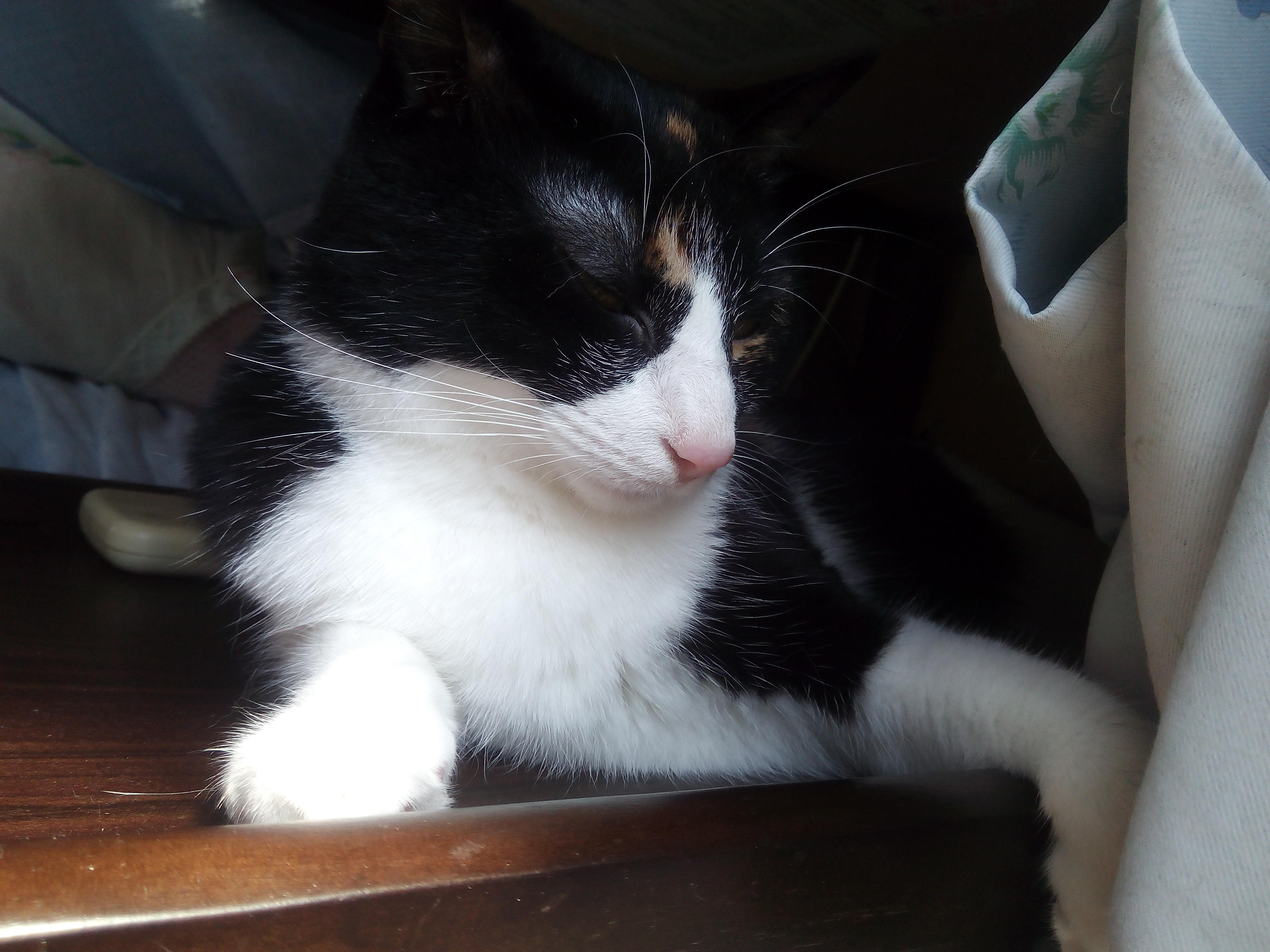 わんにゃんサイトの猫の写真