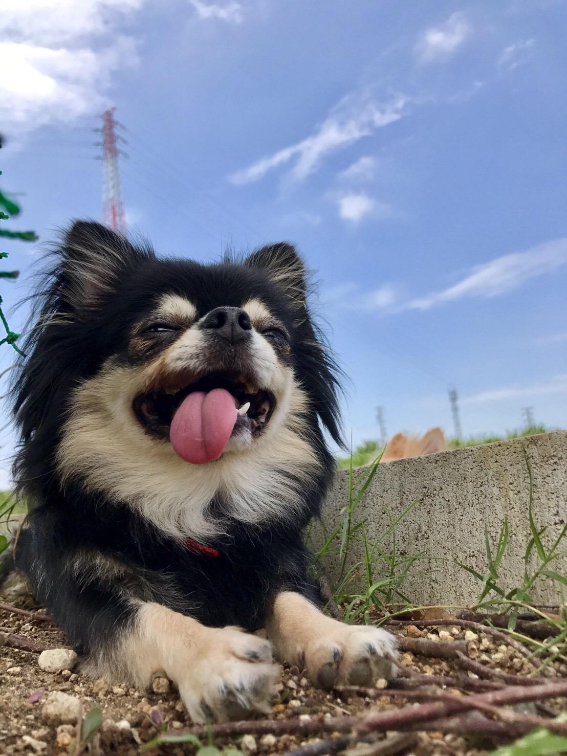 わんにゃんサイトの犬の写真