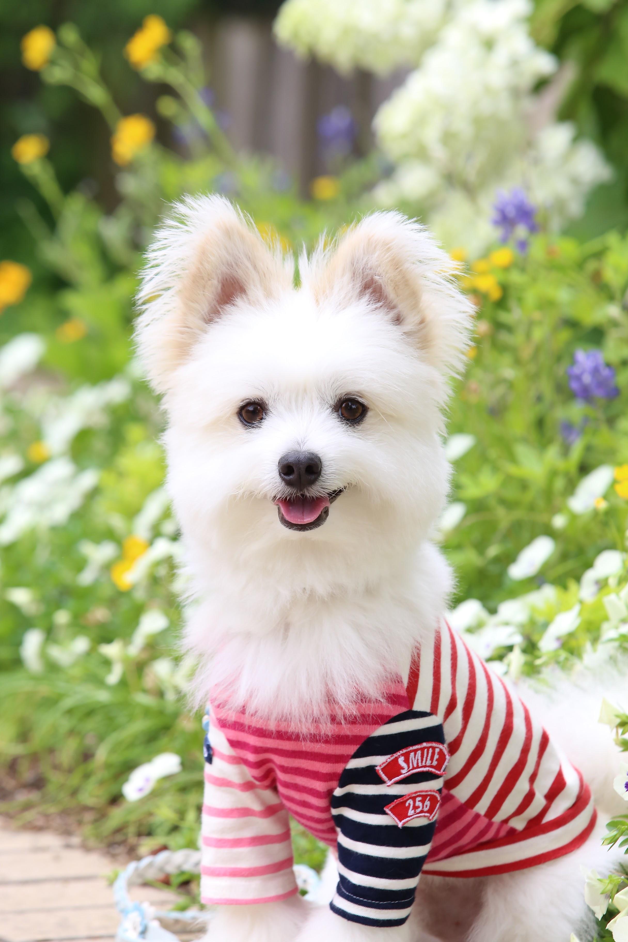 わんにゃんサイトの犬の写真