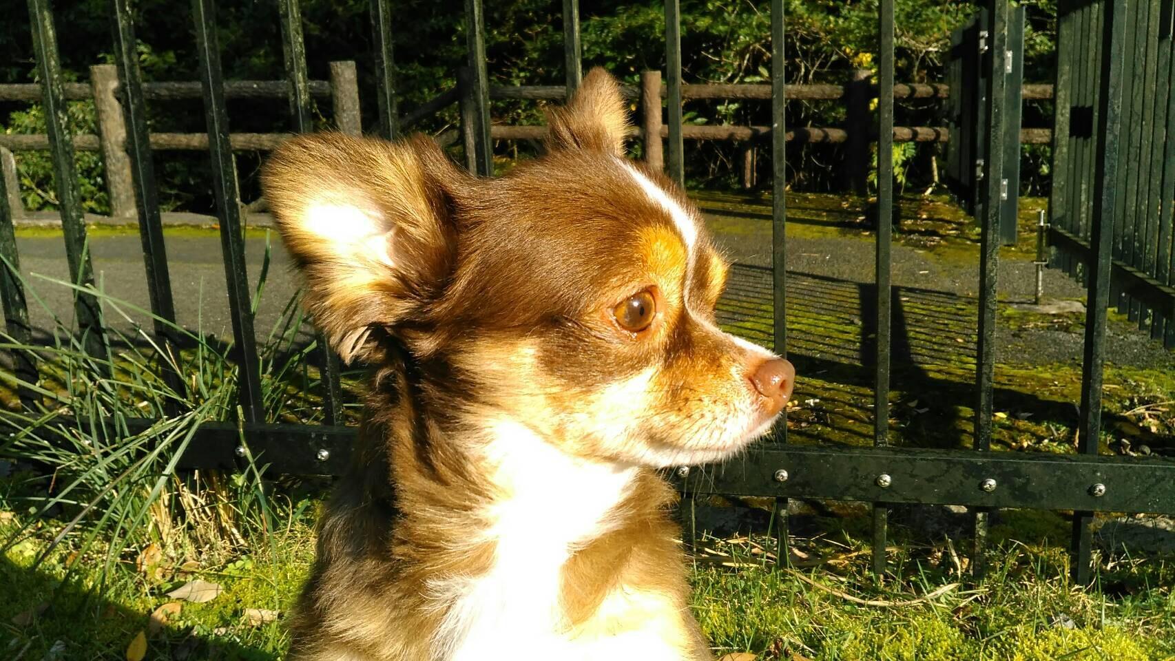 わんにゃんサイトの犬の写真