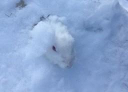 わんにゃんサイトのその他の写真