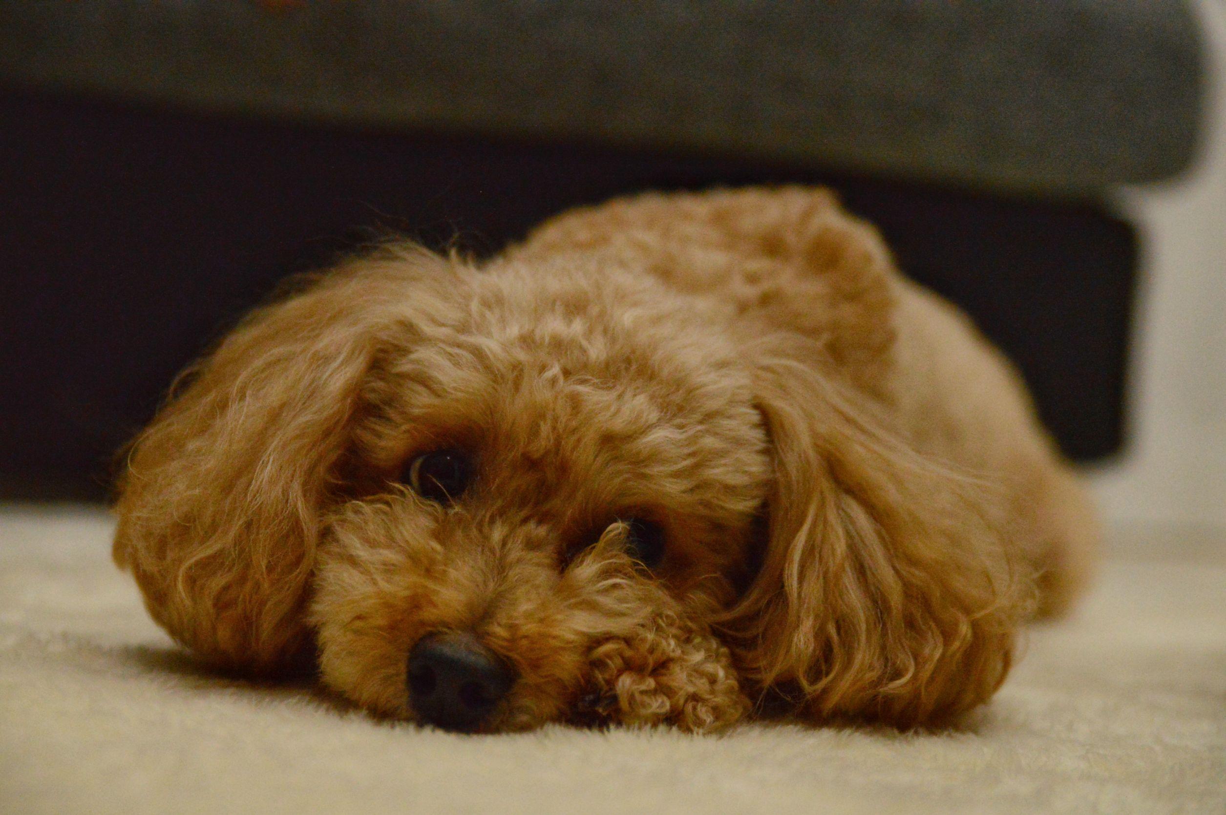 わんにゃんサイトの犬の写真