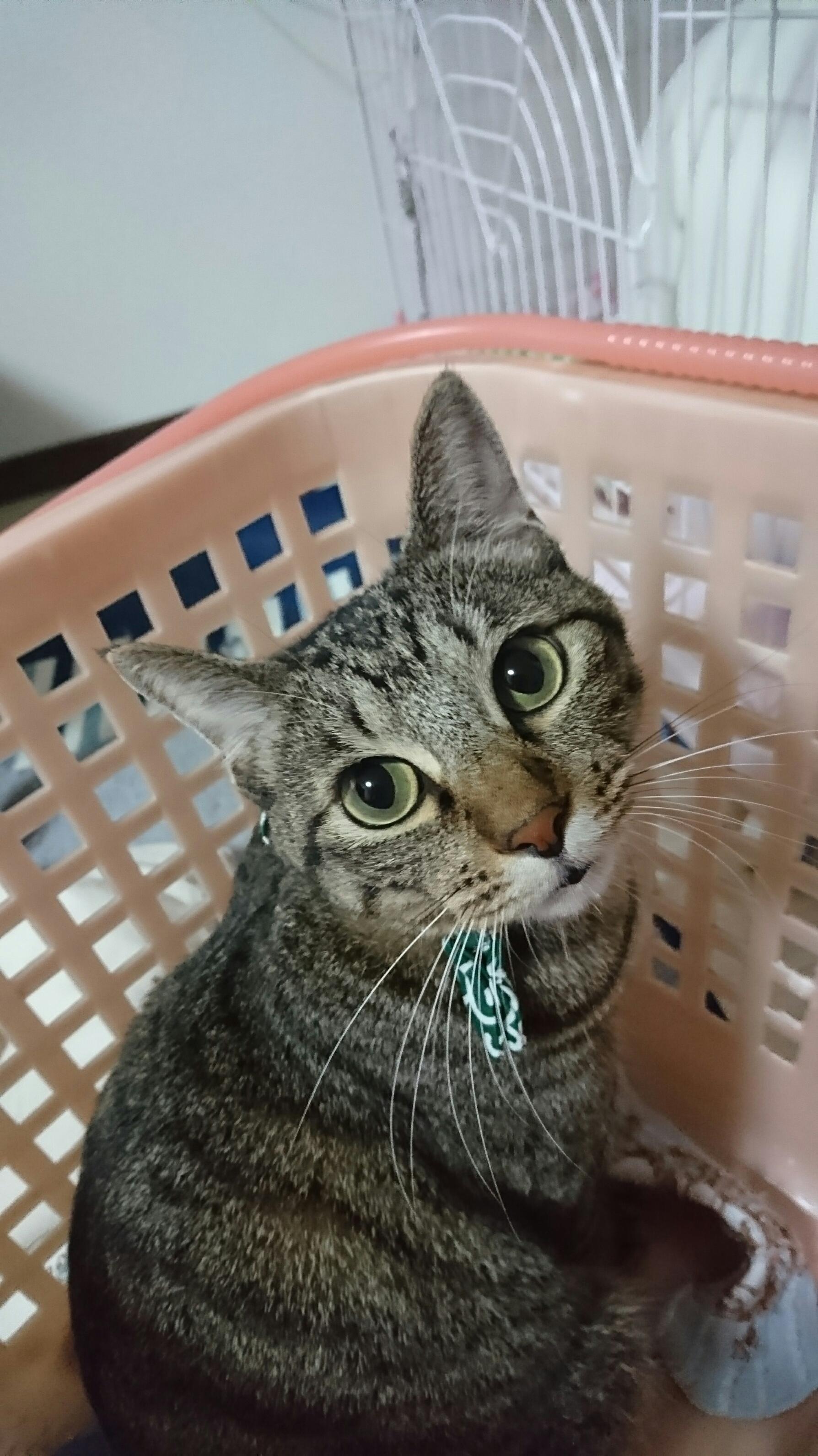 わんにゃんサイトの猫の写真