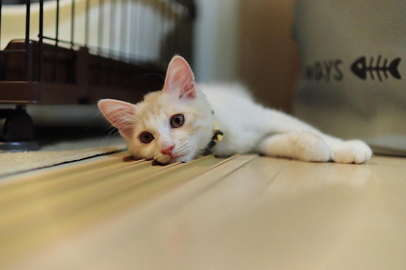 わんにゃんサイトの猫の写真