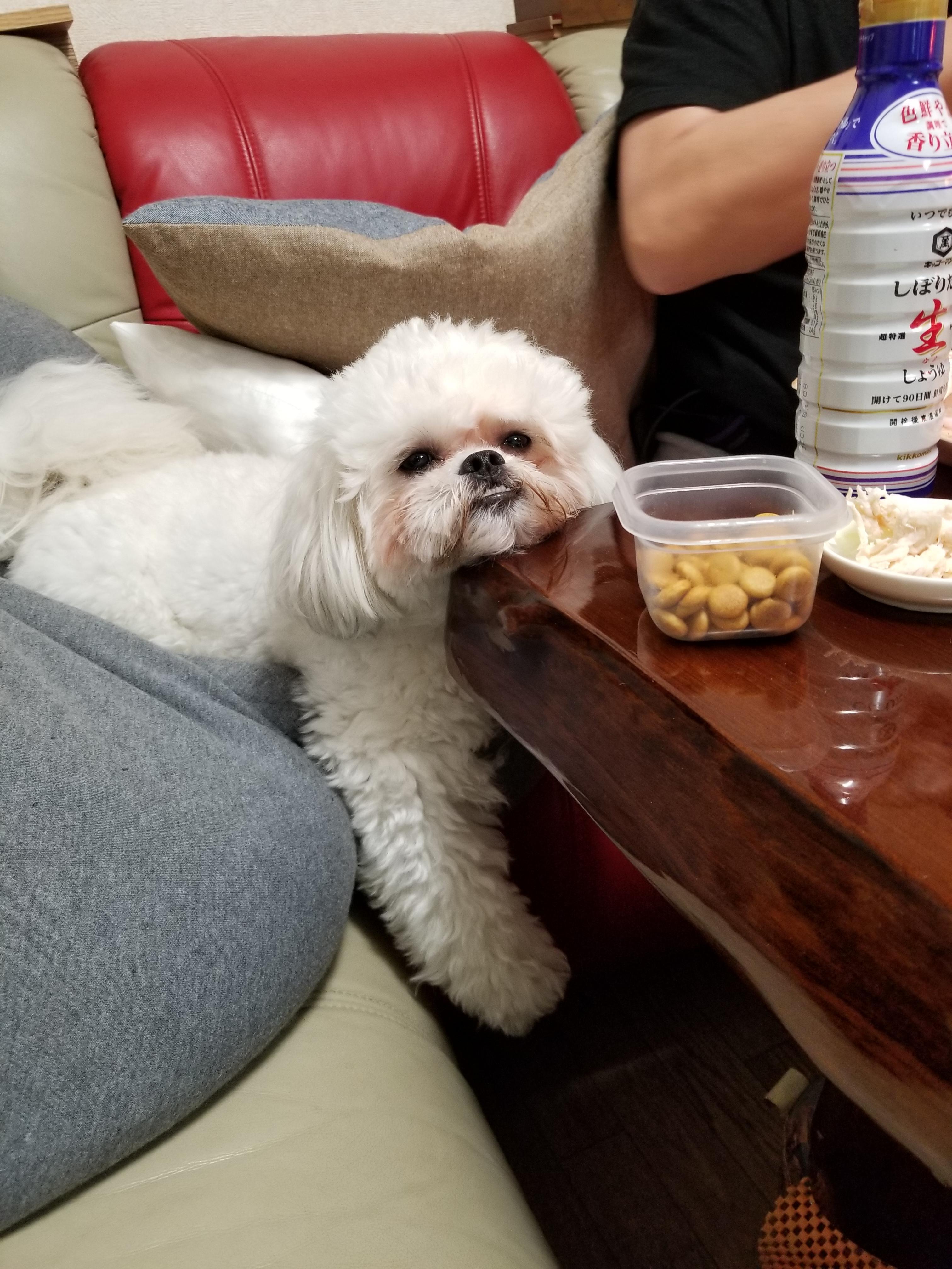 わんにゃんサイトの犬の写真