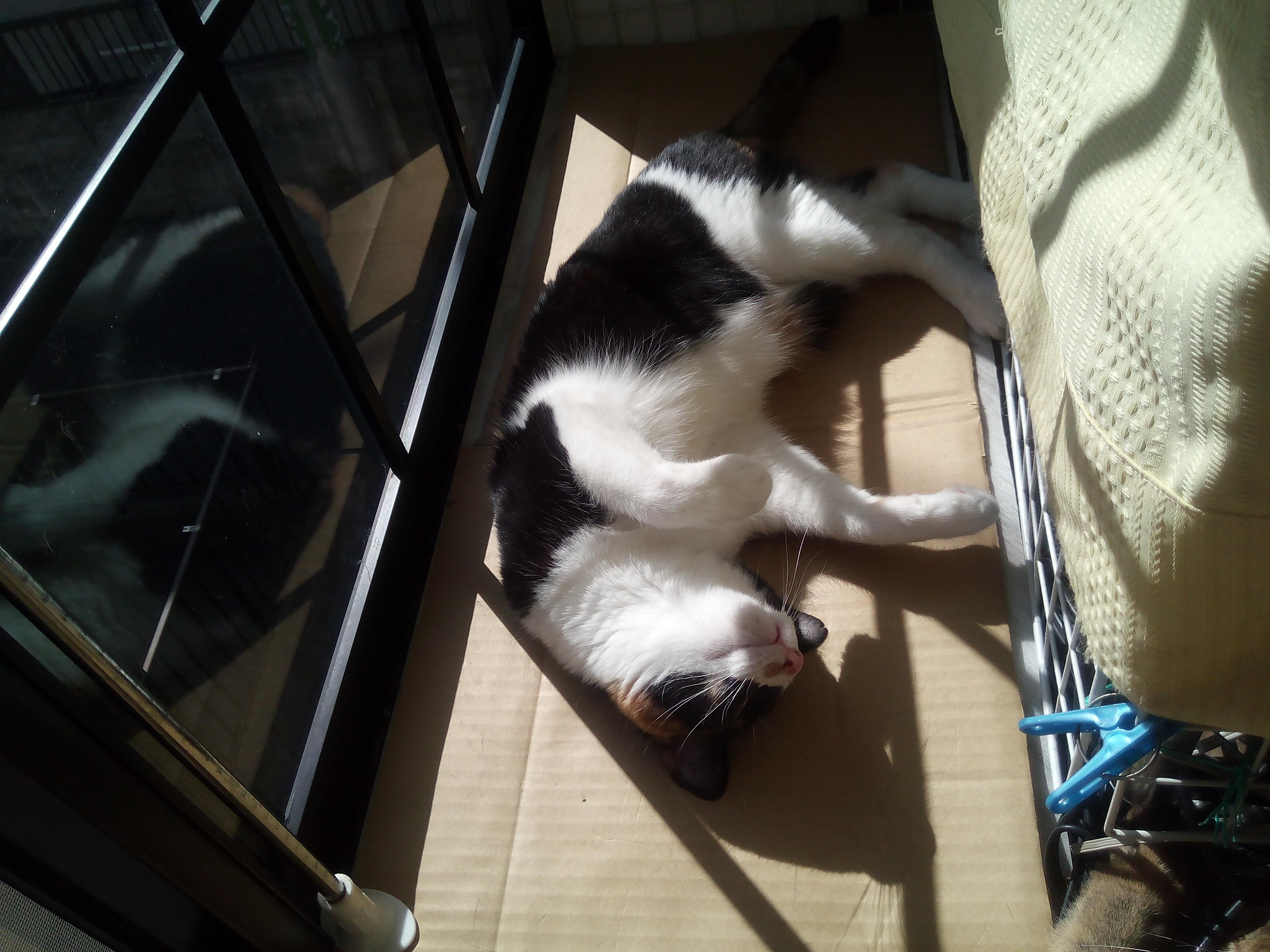 わんにゃんサイトの猫の写真