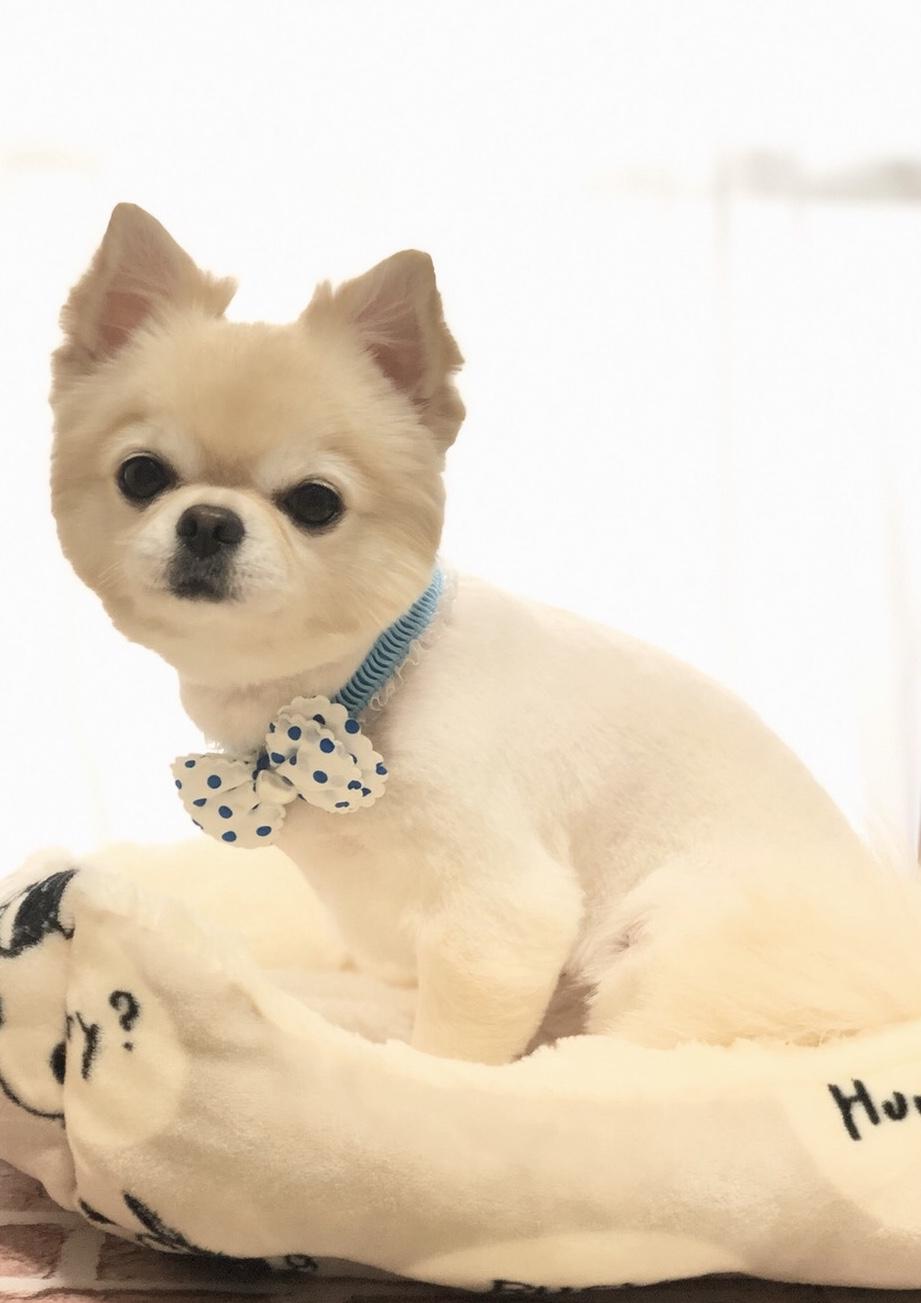 わんにゃんサイトの犬の写真