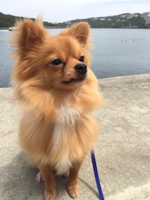 わんにゃんサイトの犬の写真