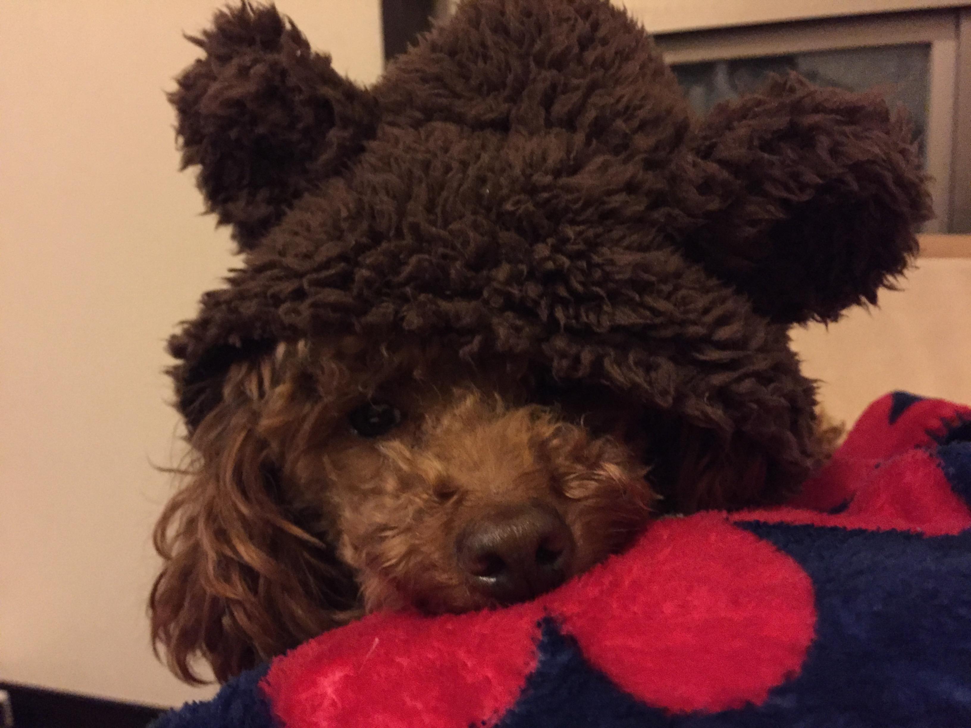 わんにゃんサイトの犬の写真