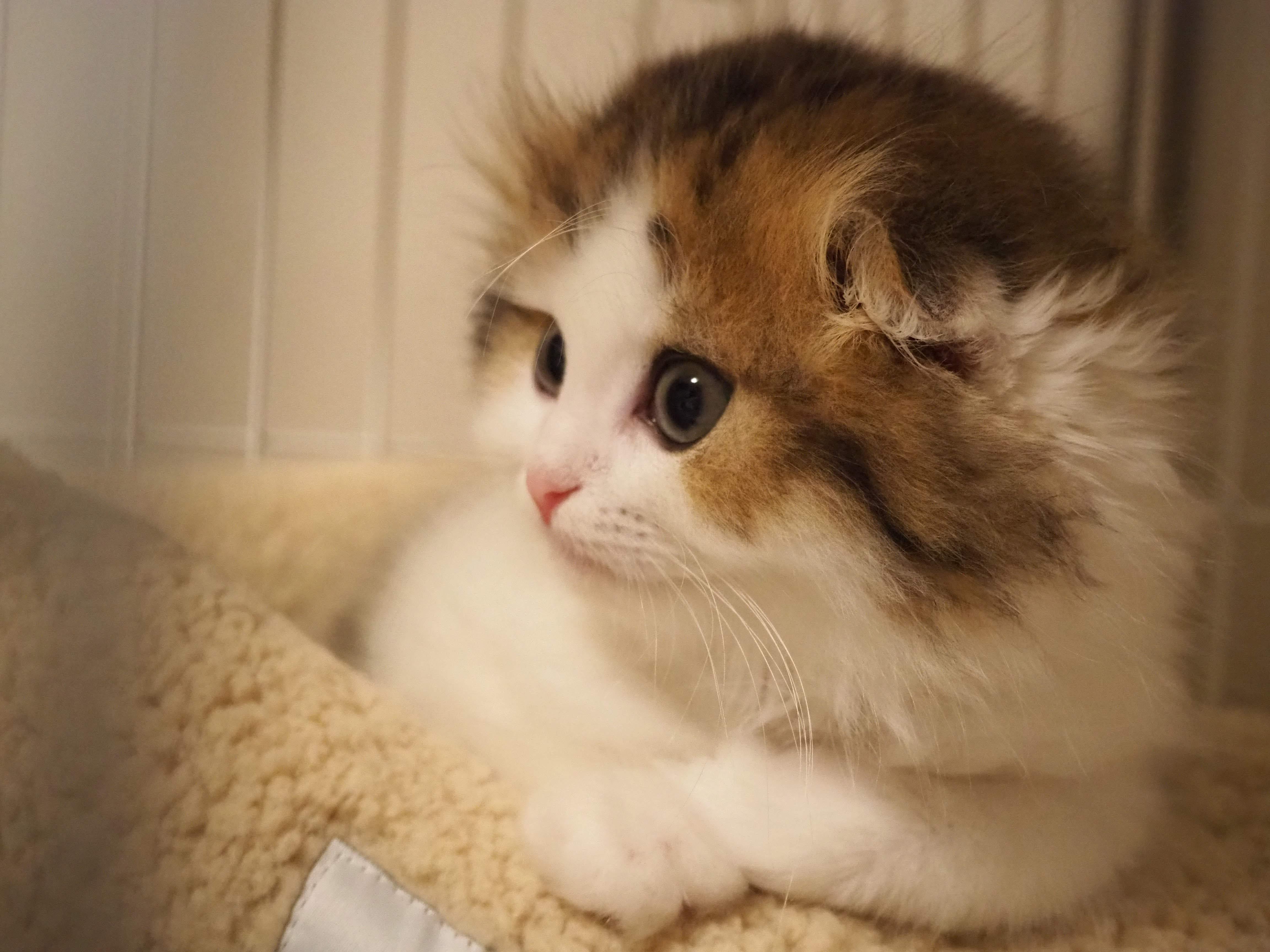 わんにゃんサイトの犬の写真