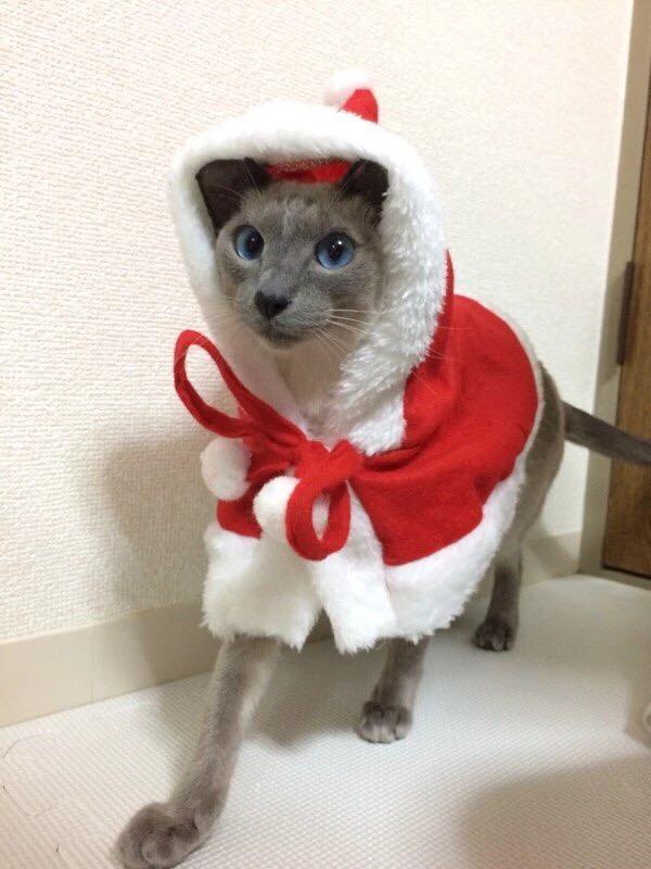 わんにゃんサイトの猫の写真