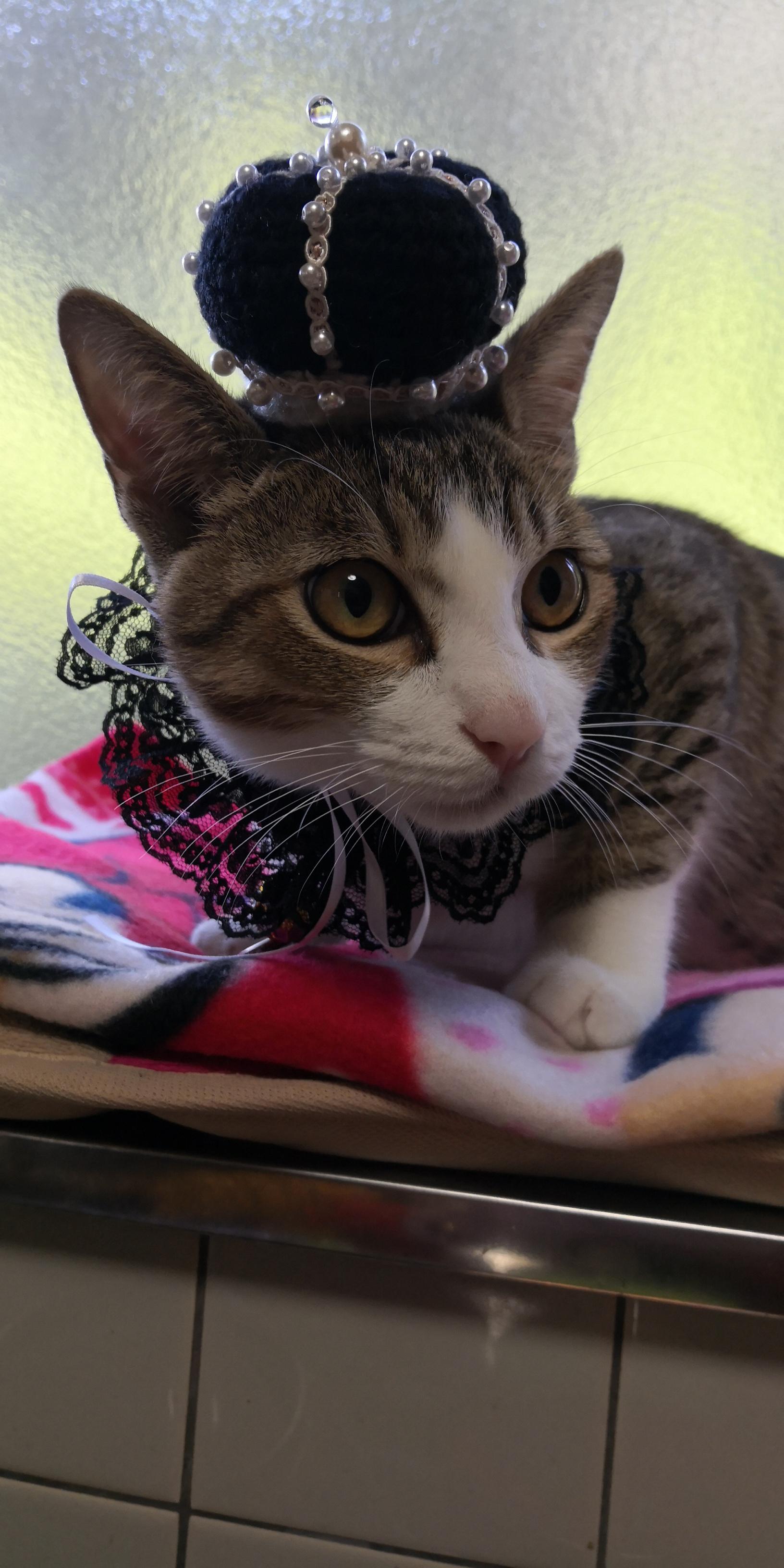 わんにゃんサイトの猫の写真