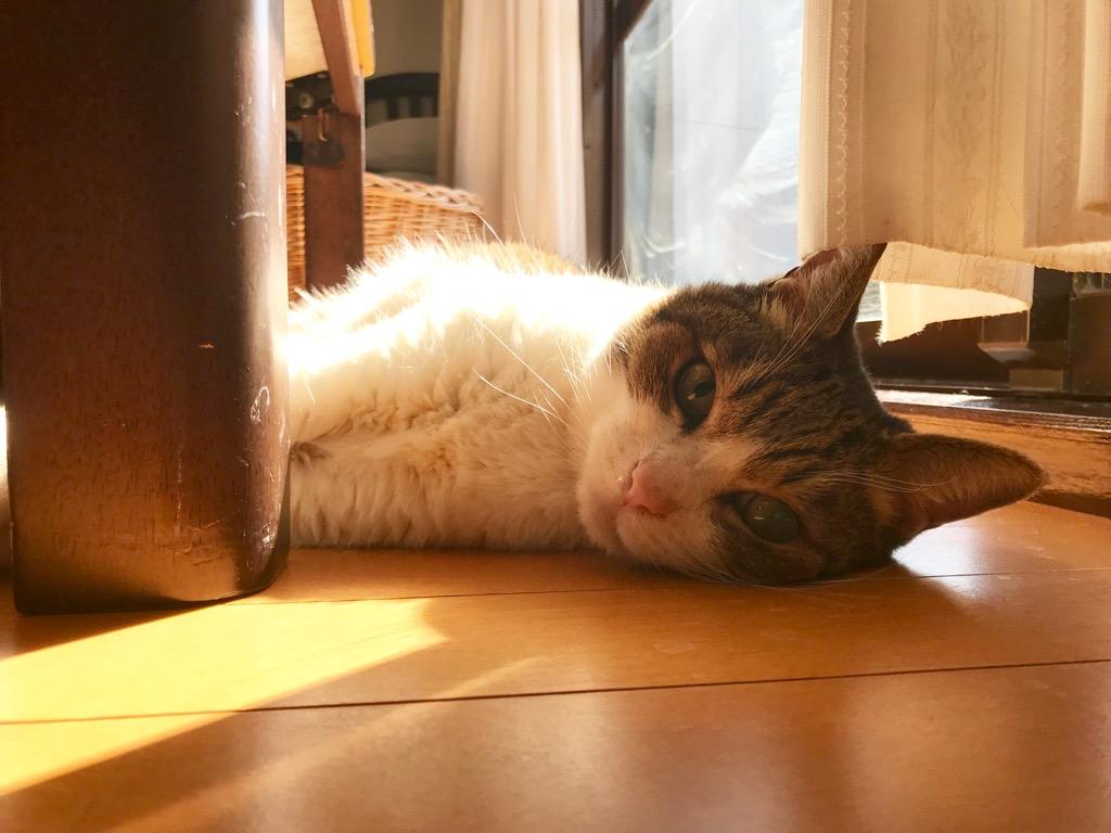 わんにゃんサイトの猫の写真